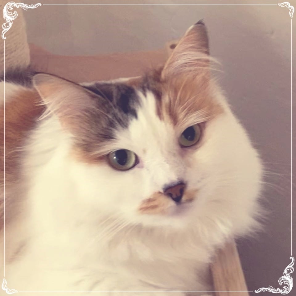 Fee-Fiorina Zar Tajgi – Sibirische Katze – Foto 2