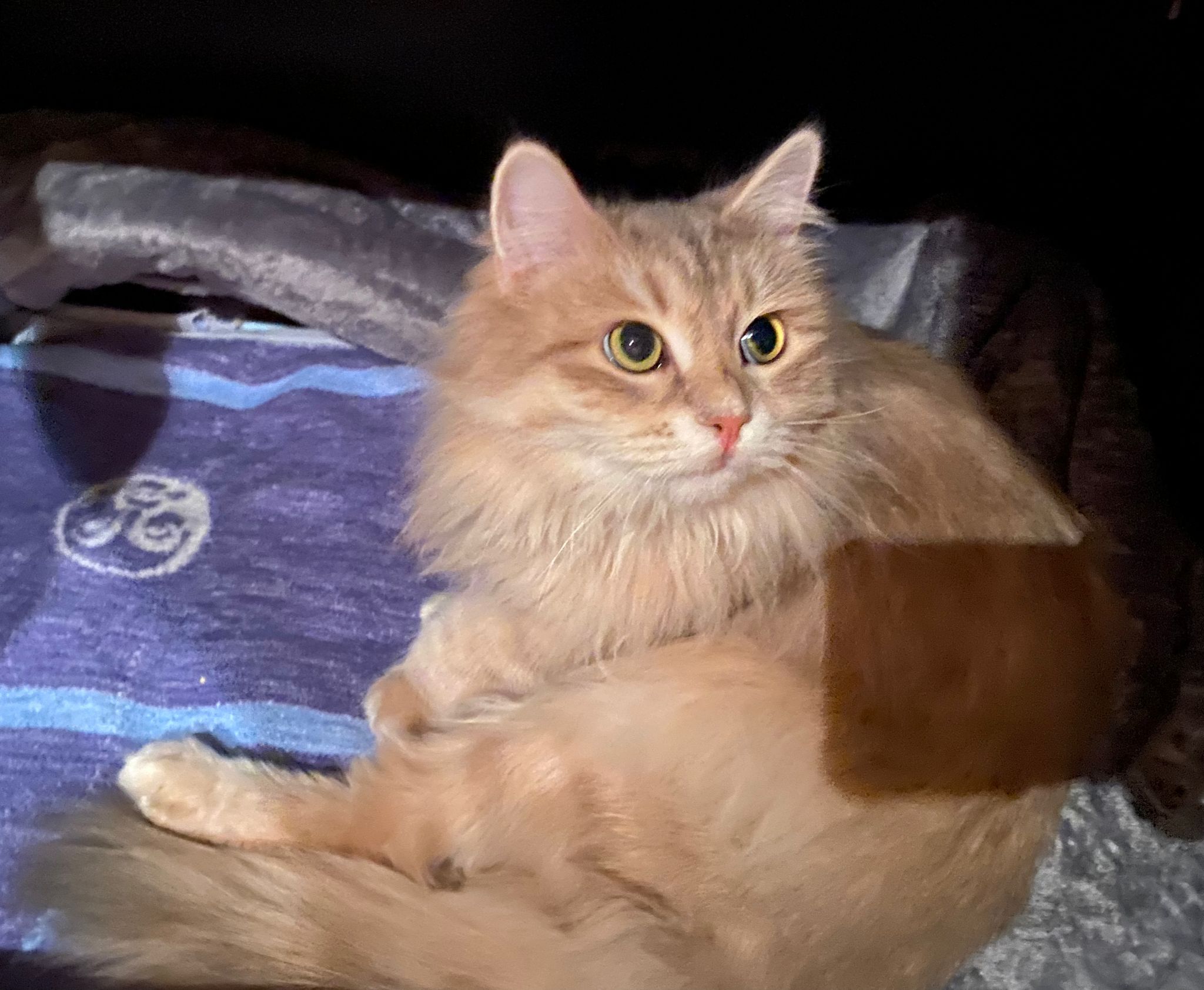 Freya Furrywoods – Sibirische Katze
