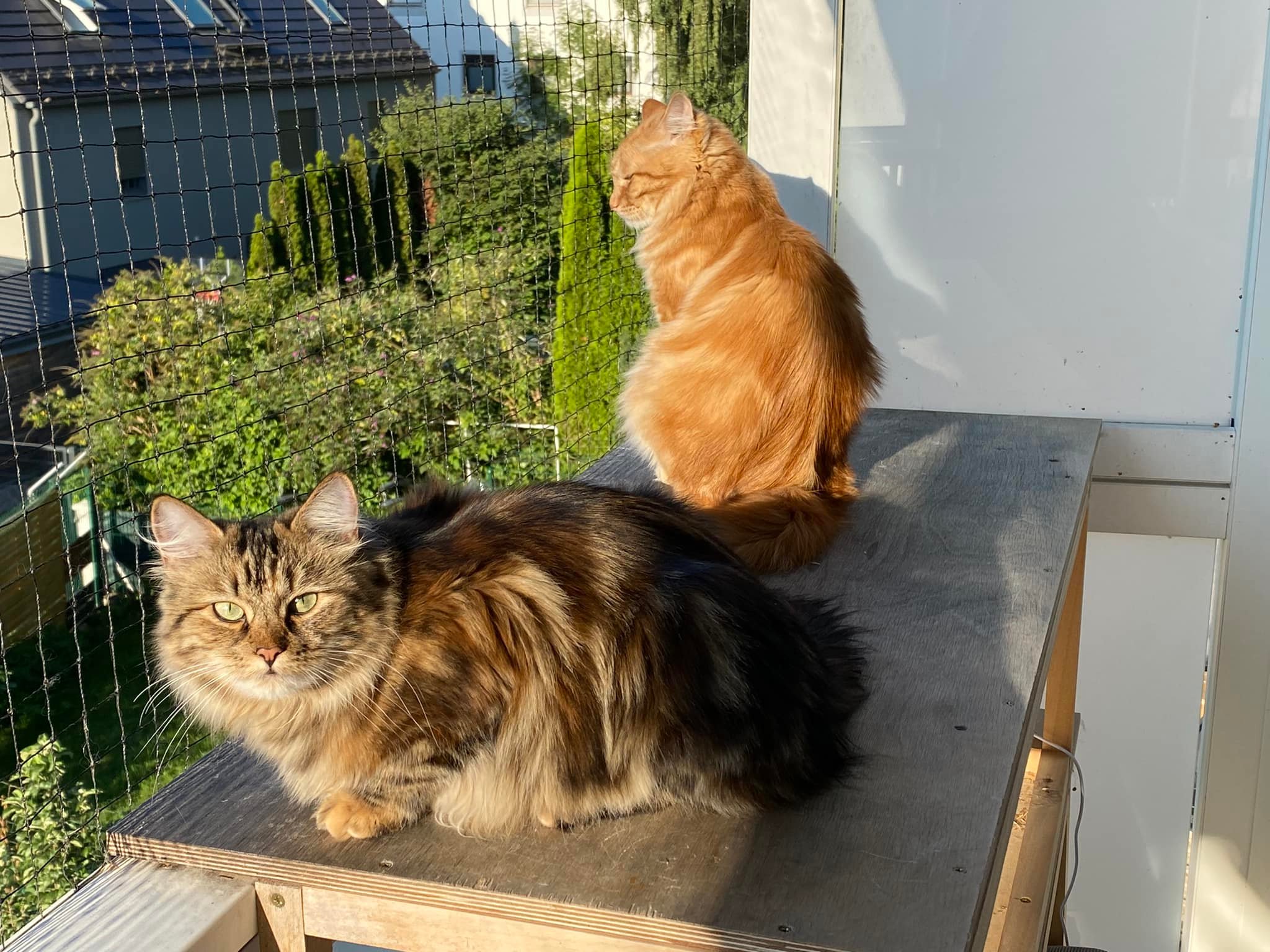 Foto – Sibirische Katzen von Ussenka
