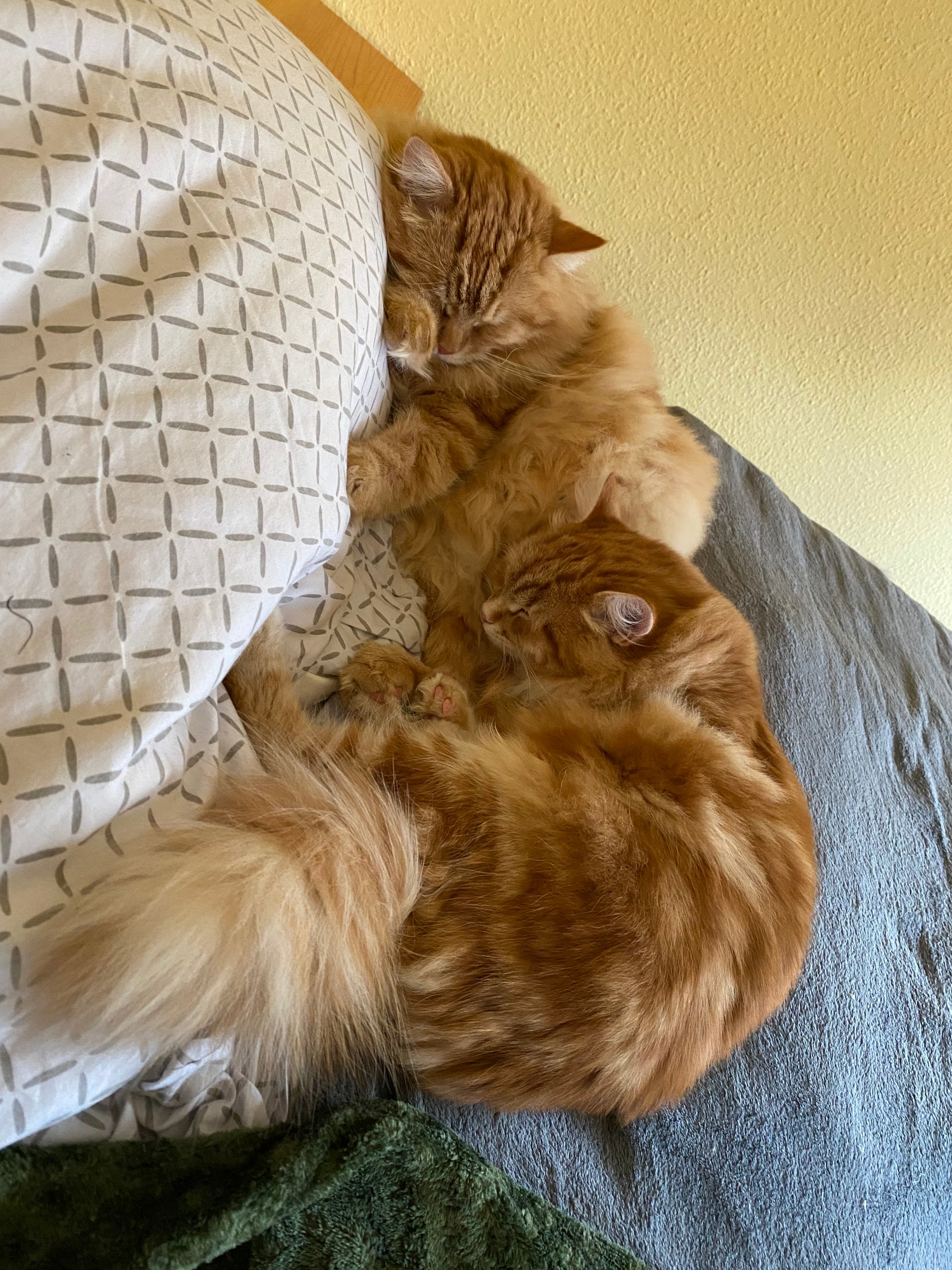 Foto – Sibirische Katzen von Ussenka