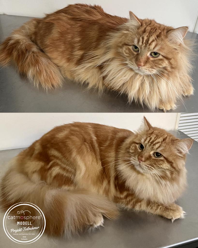 Foto – Sibirische Katzen von Ussenka