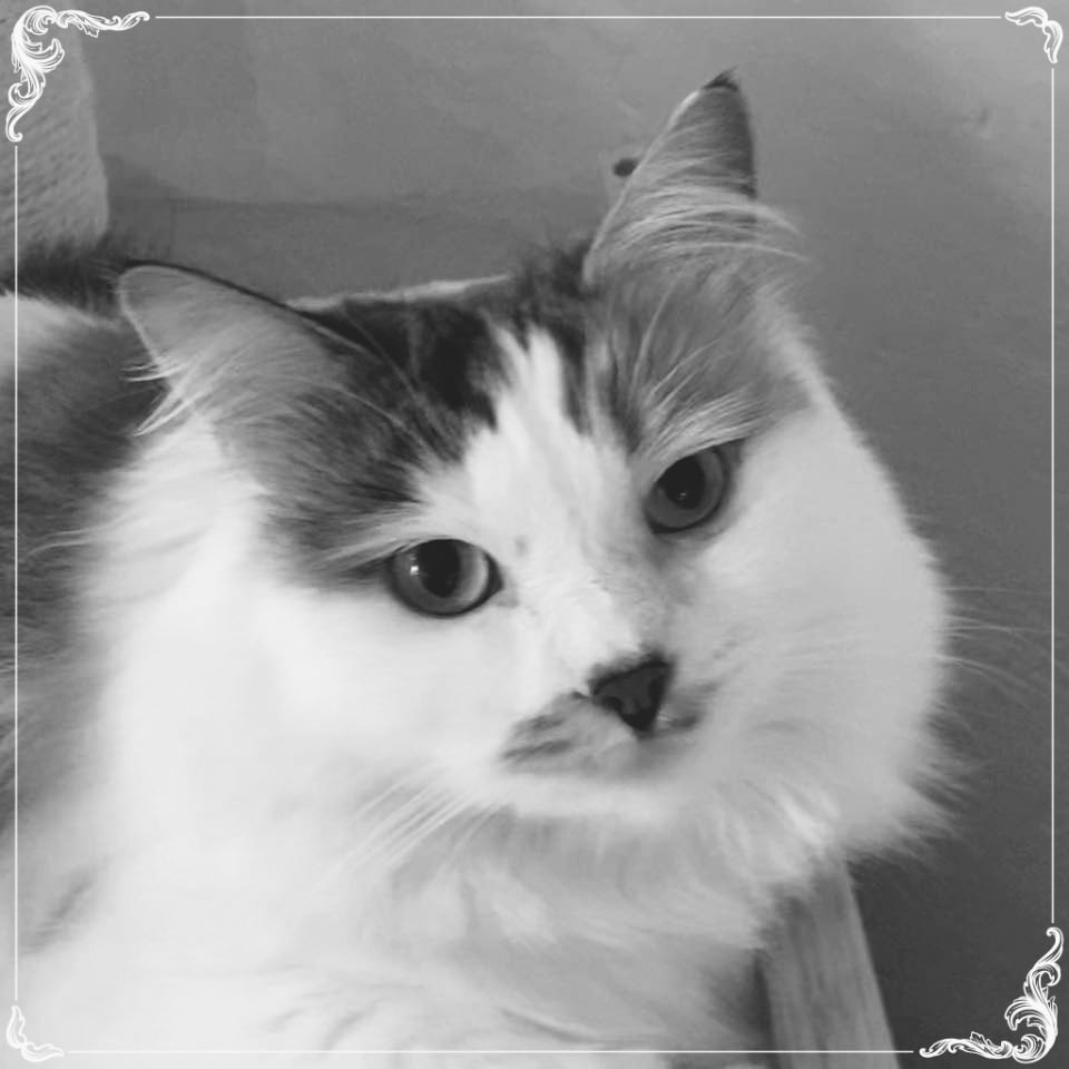 Foto – Sibirische Katzen von Ussenka
