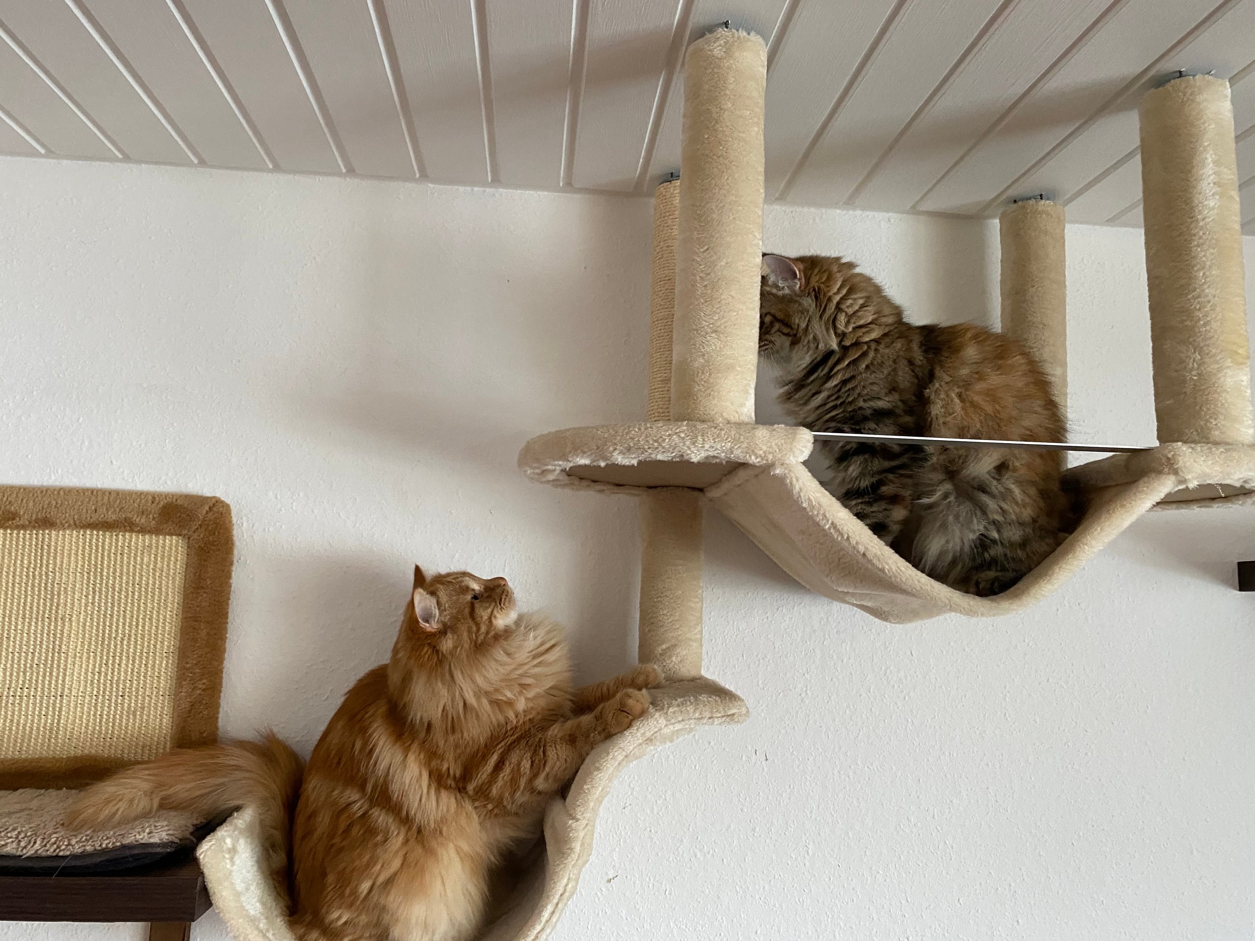 Foto – Sibirische Katzen von Ussenka