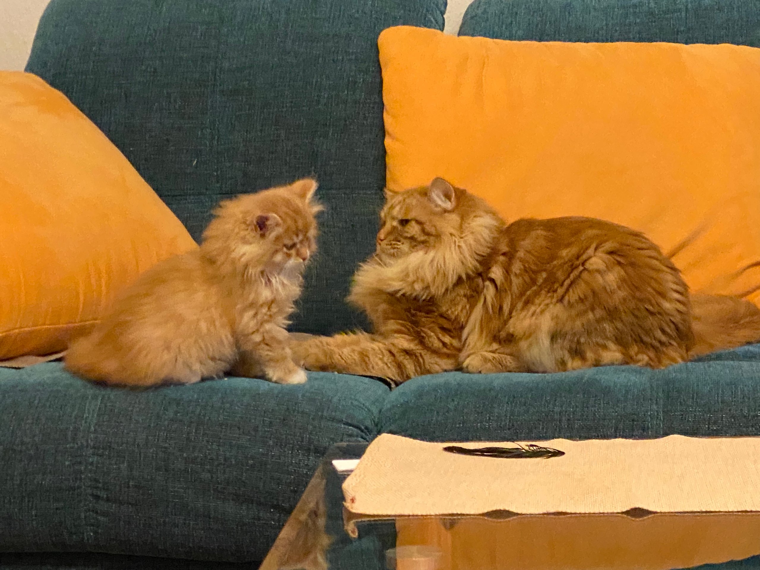 Foto – Sibirische Katzen von Ussenka
