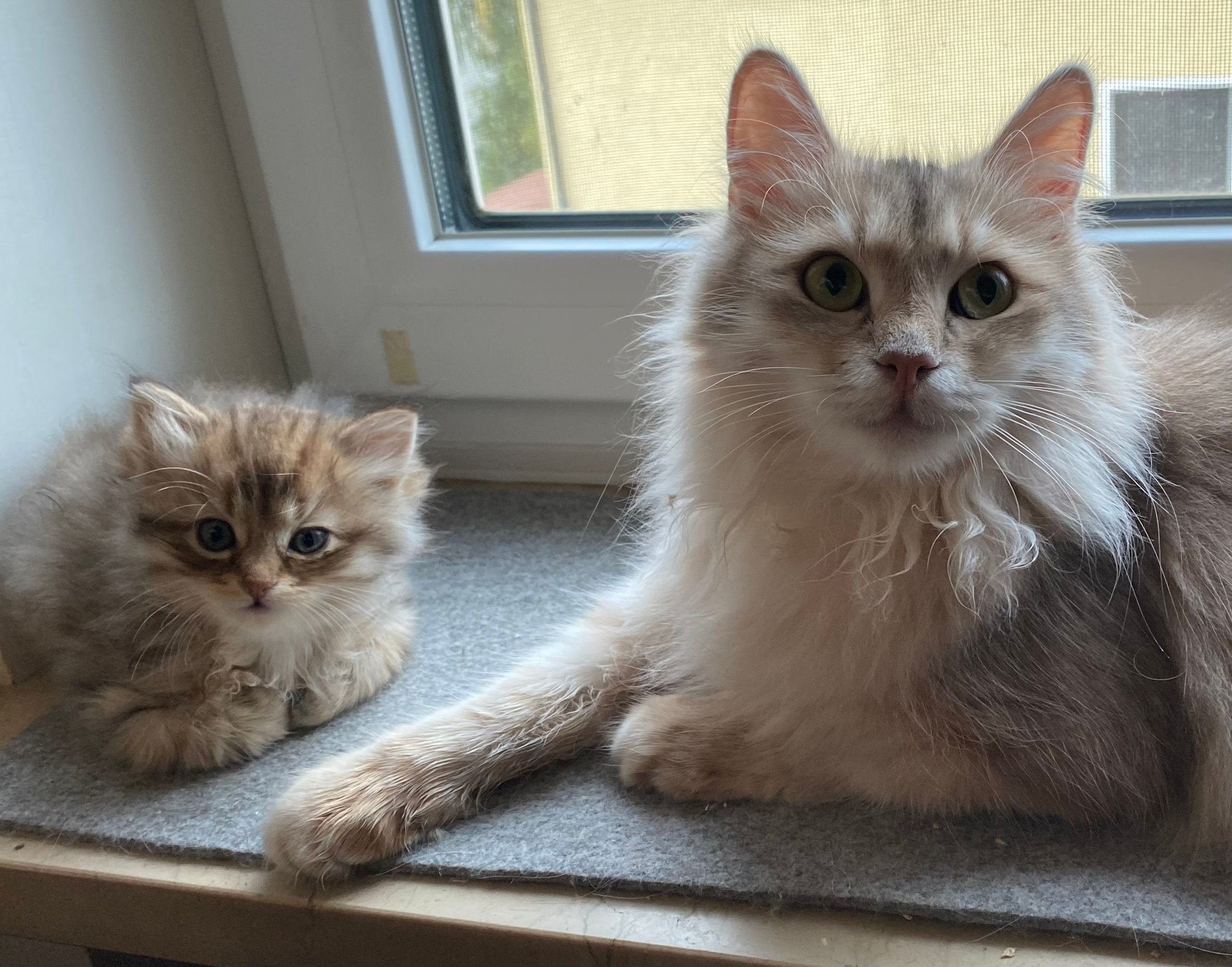 Foto – Sibirische Katzen von Ussenka
