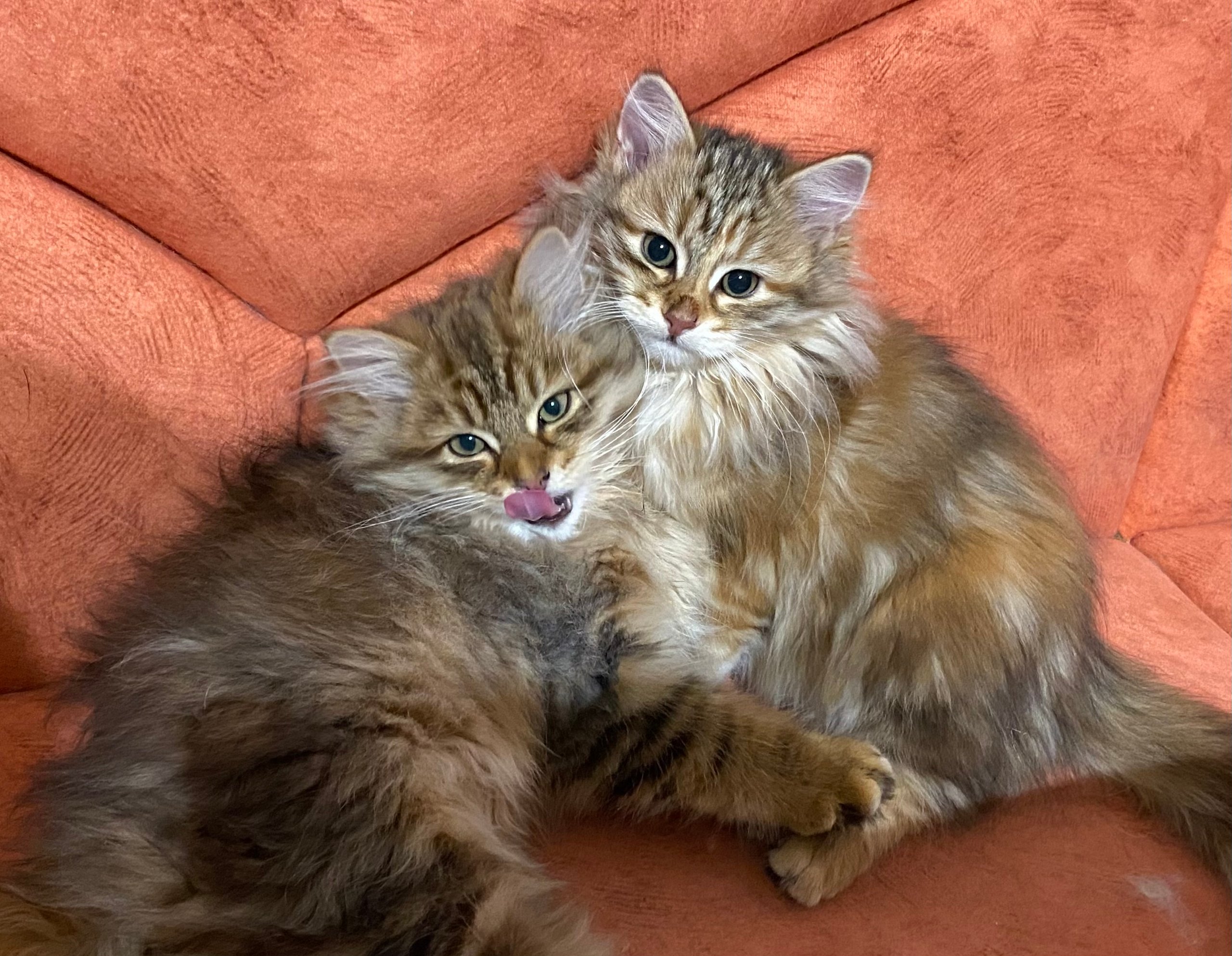 Foto – Sibirische Katzen von Ussenka