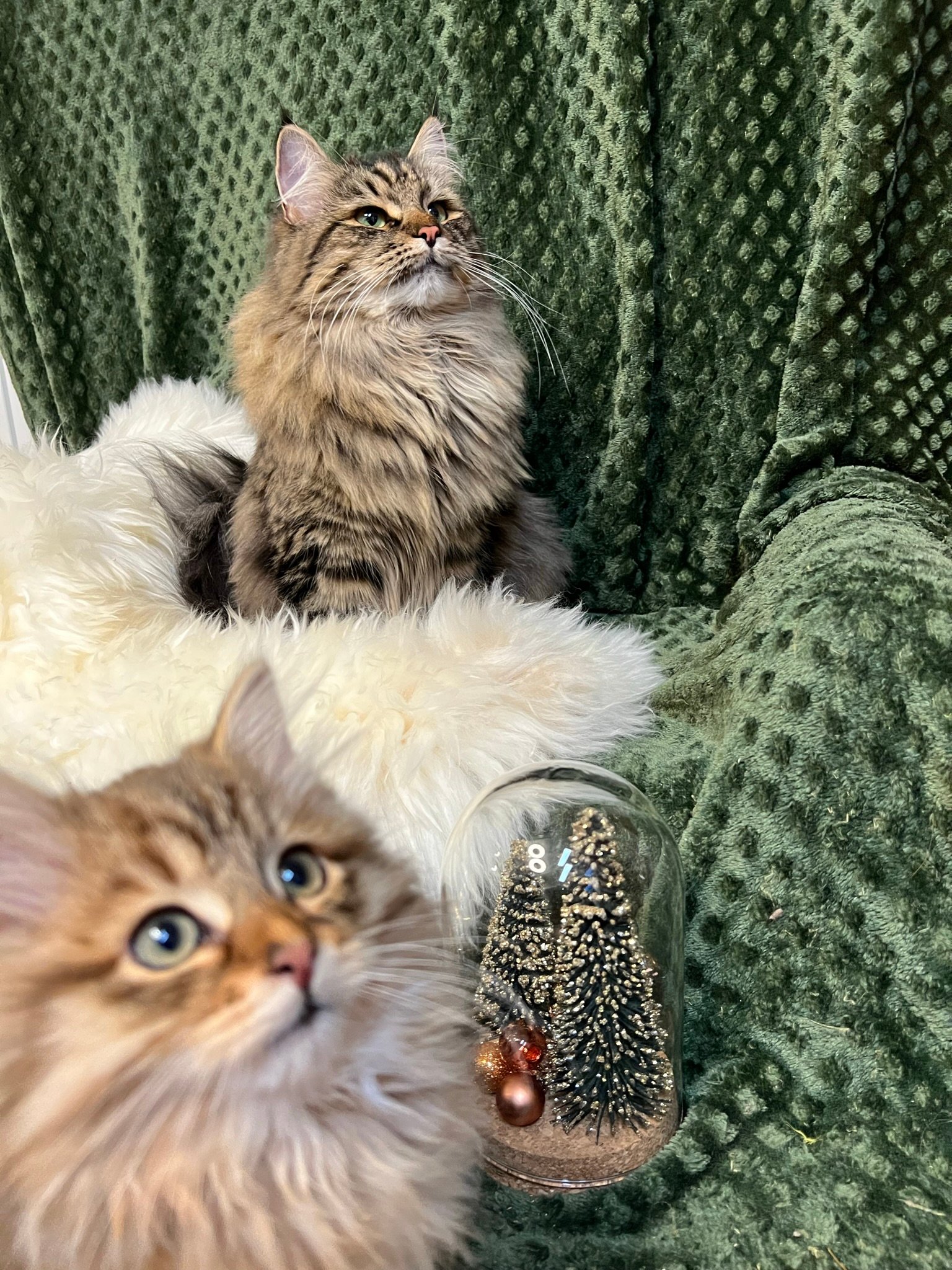 Foto – Sibirische Katzen von Ussenka