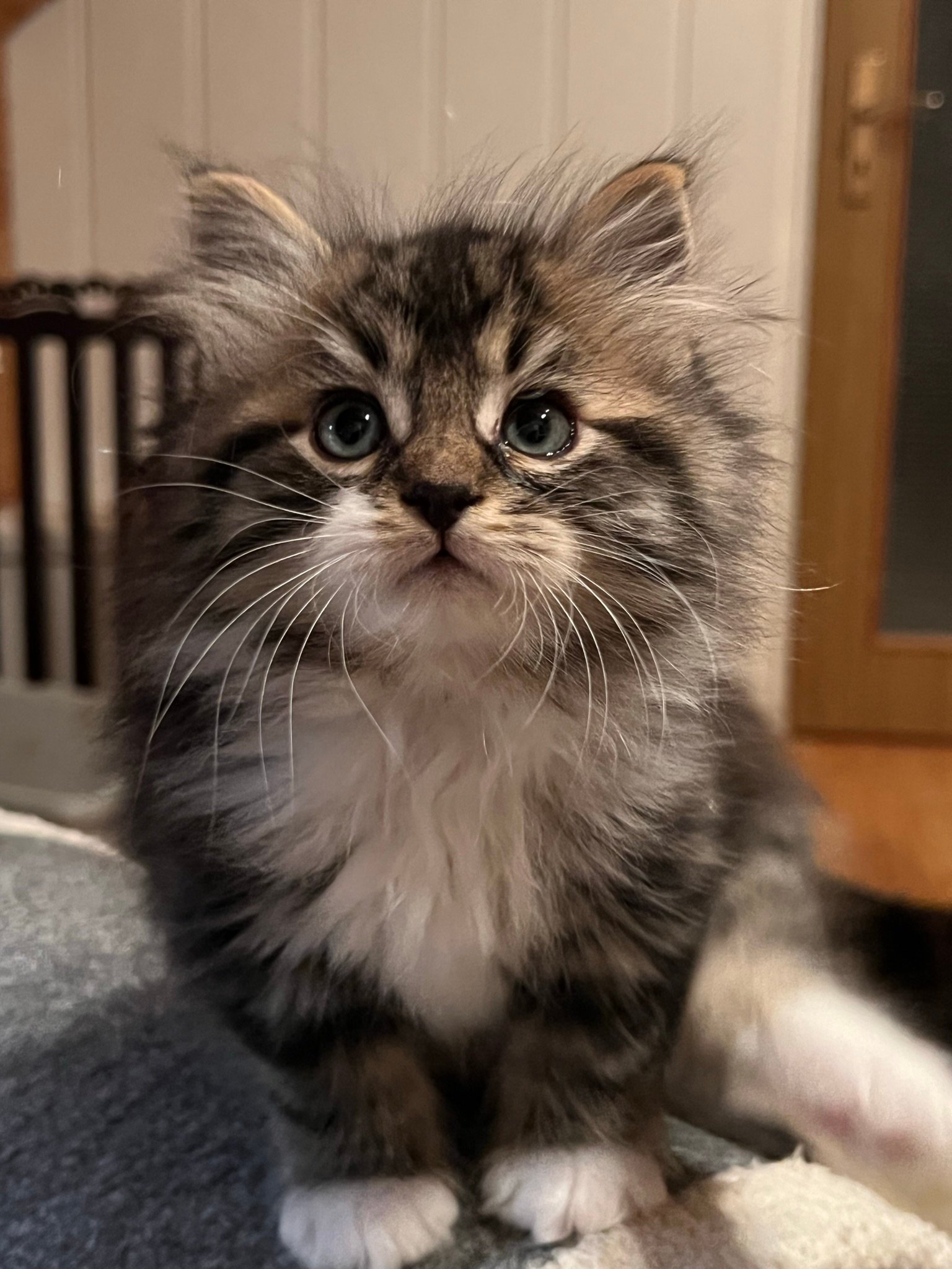 Foto – Sibirische Katzen von Ussenka