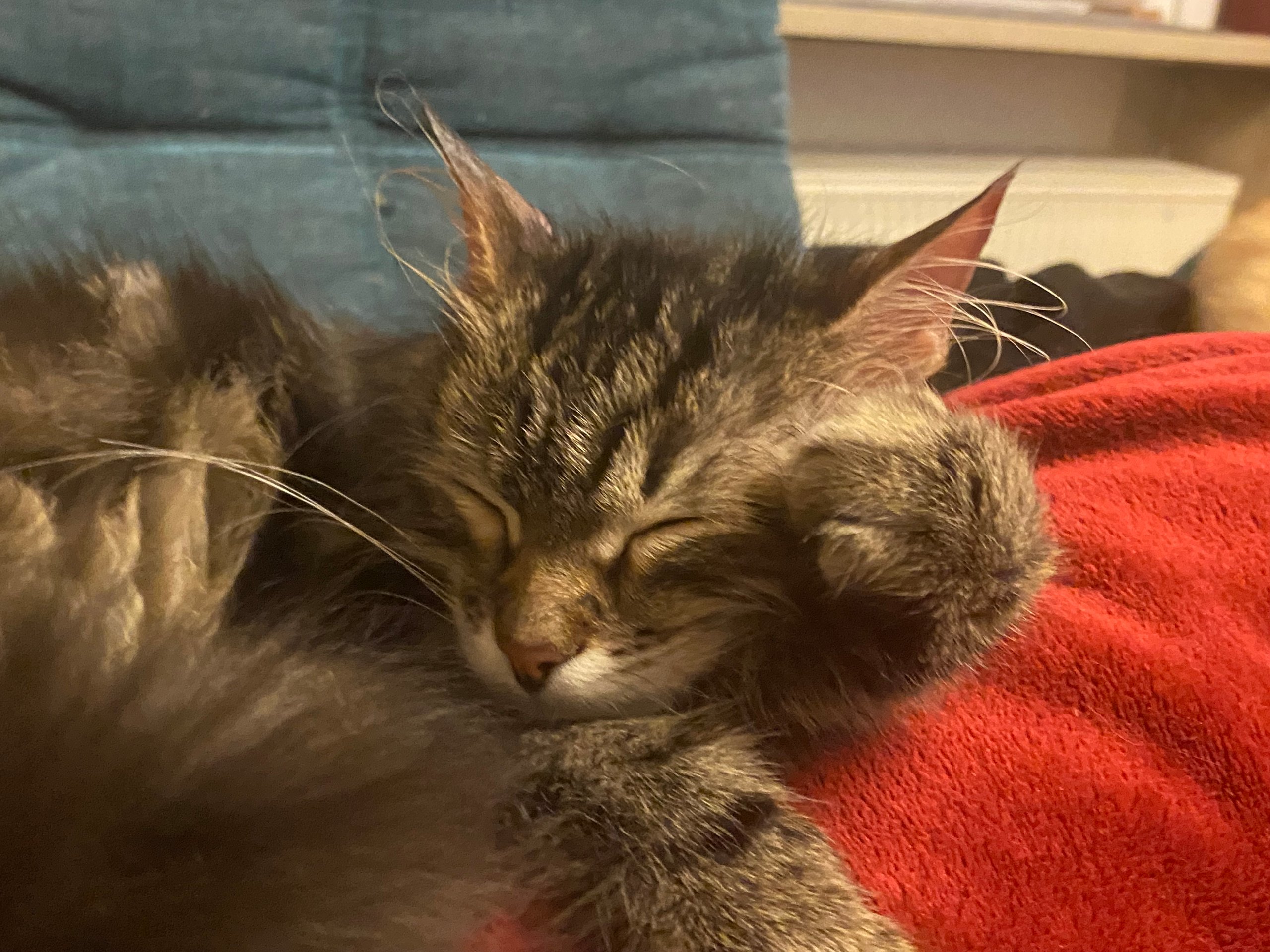 Foto – Sibirische Katzen von Ussenka
