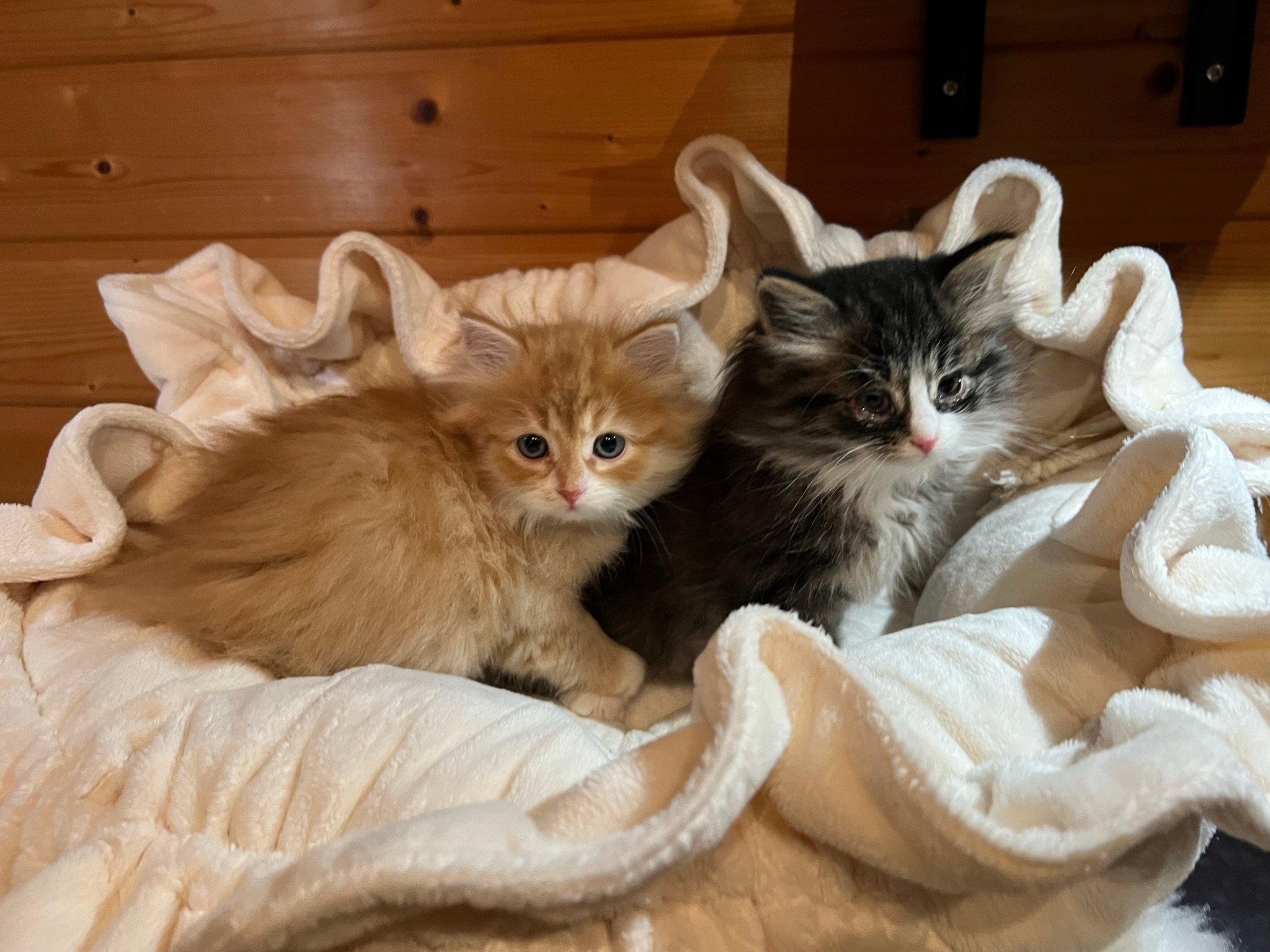 Foto – Sibirische Katzen von Ussenka