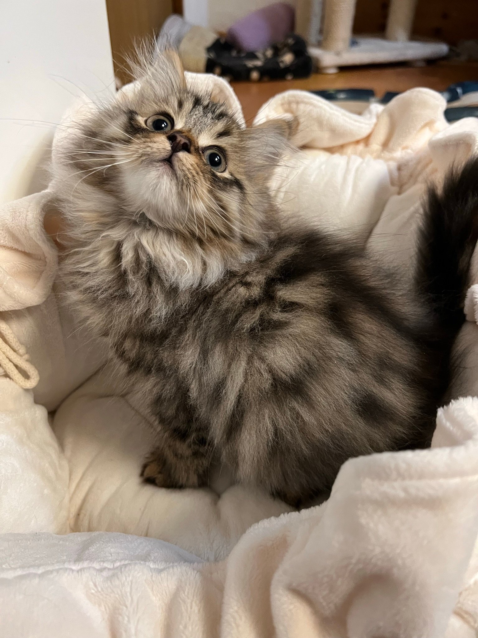 Foto – Sibirische Katzen von Ussenka