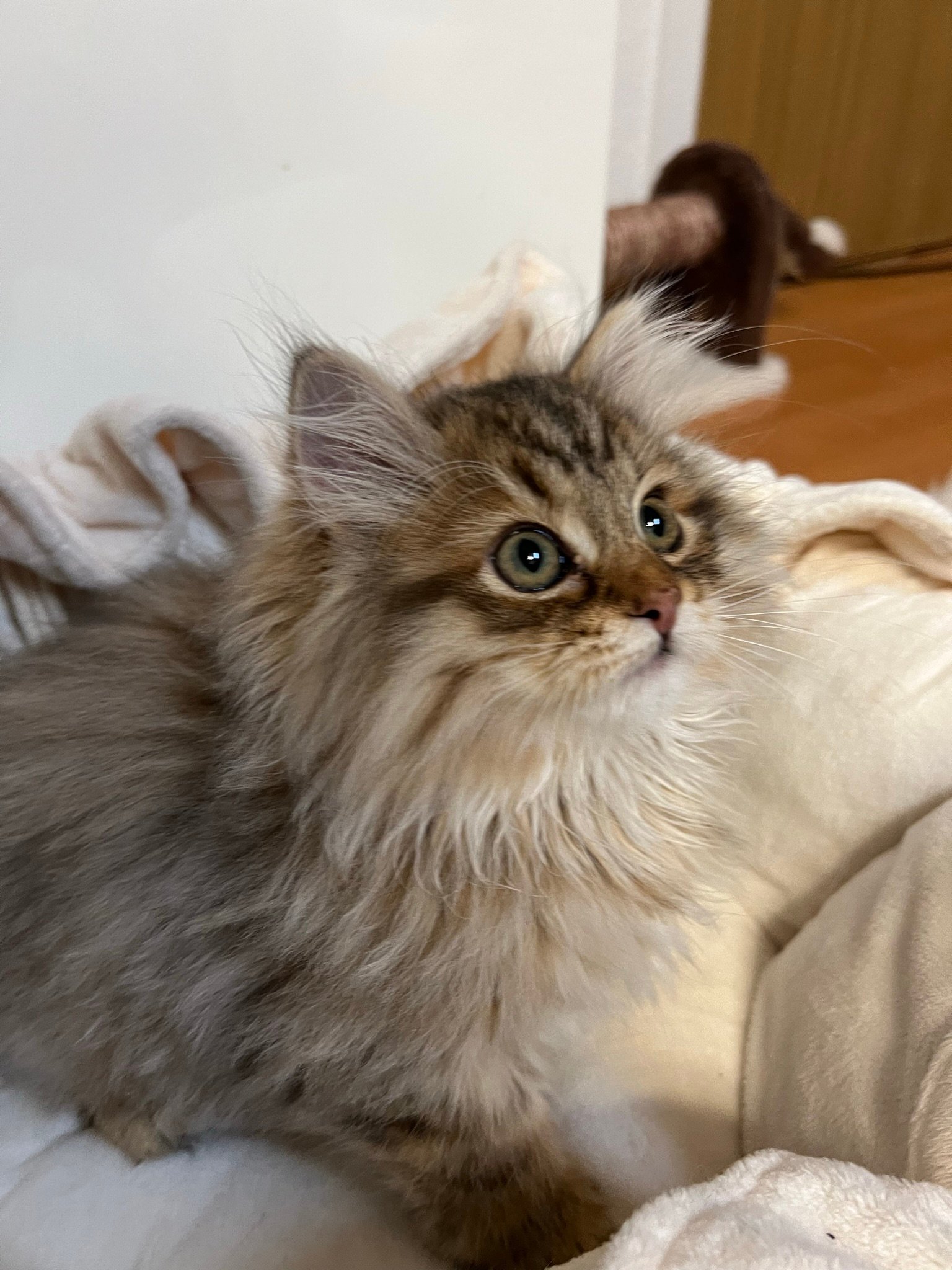 Foto – Sibirische Katzen von Ussenka