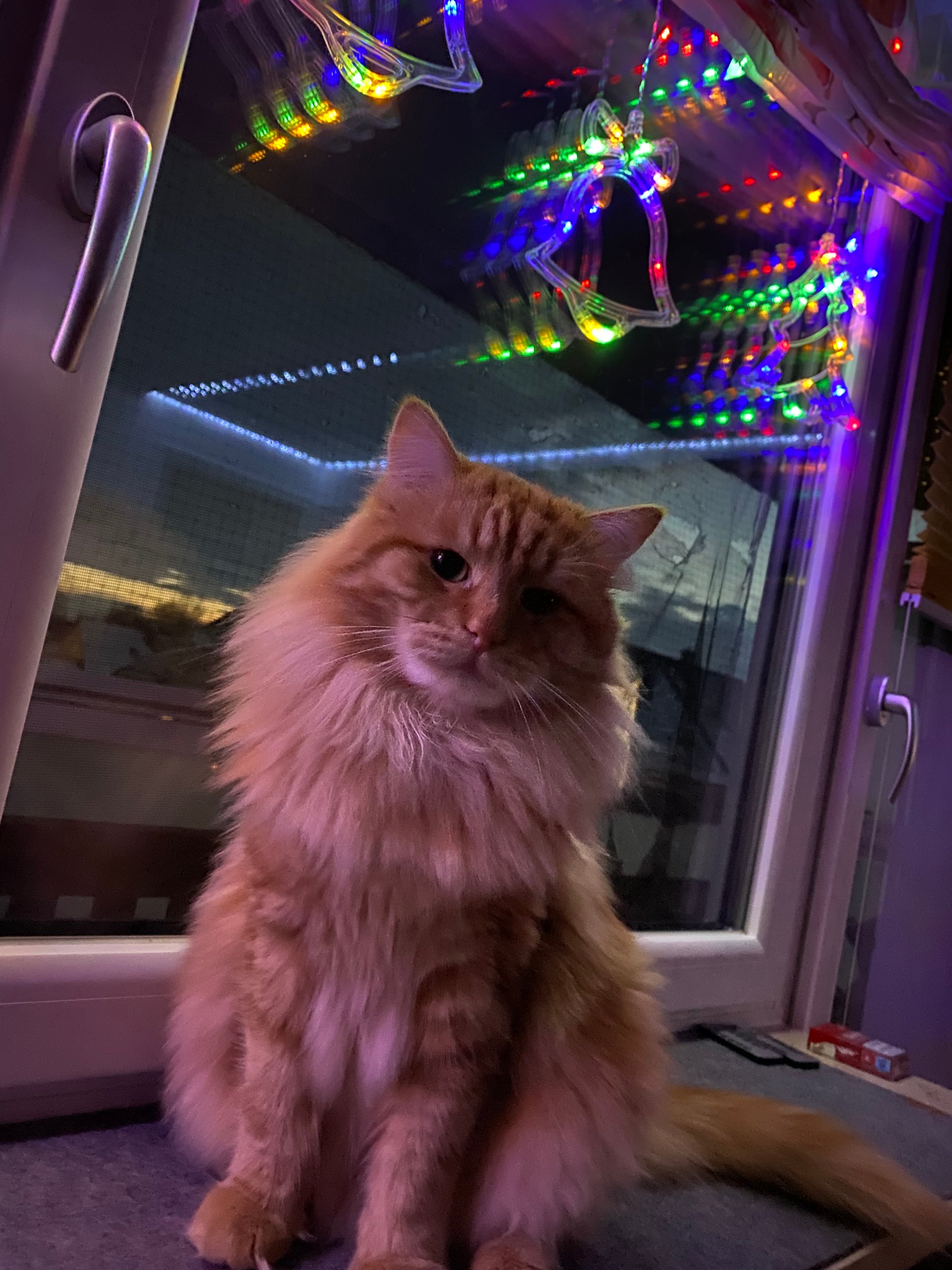 Foto – Sibirische Katzen von Ussenka