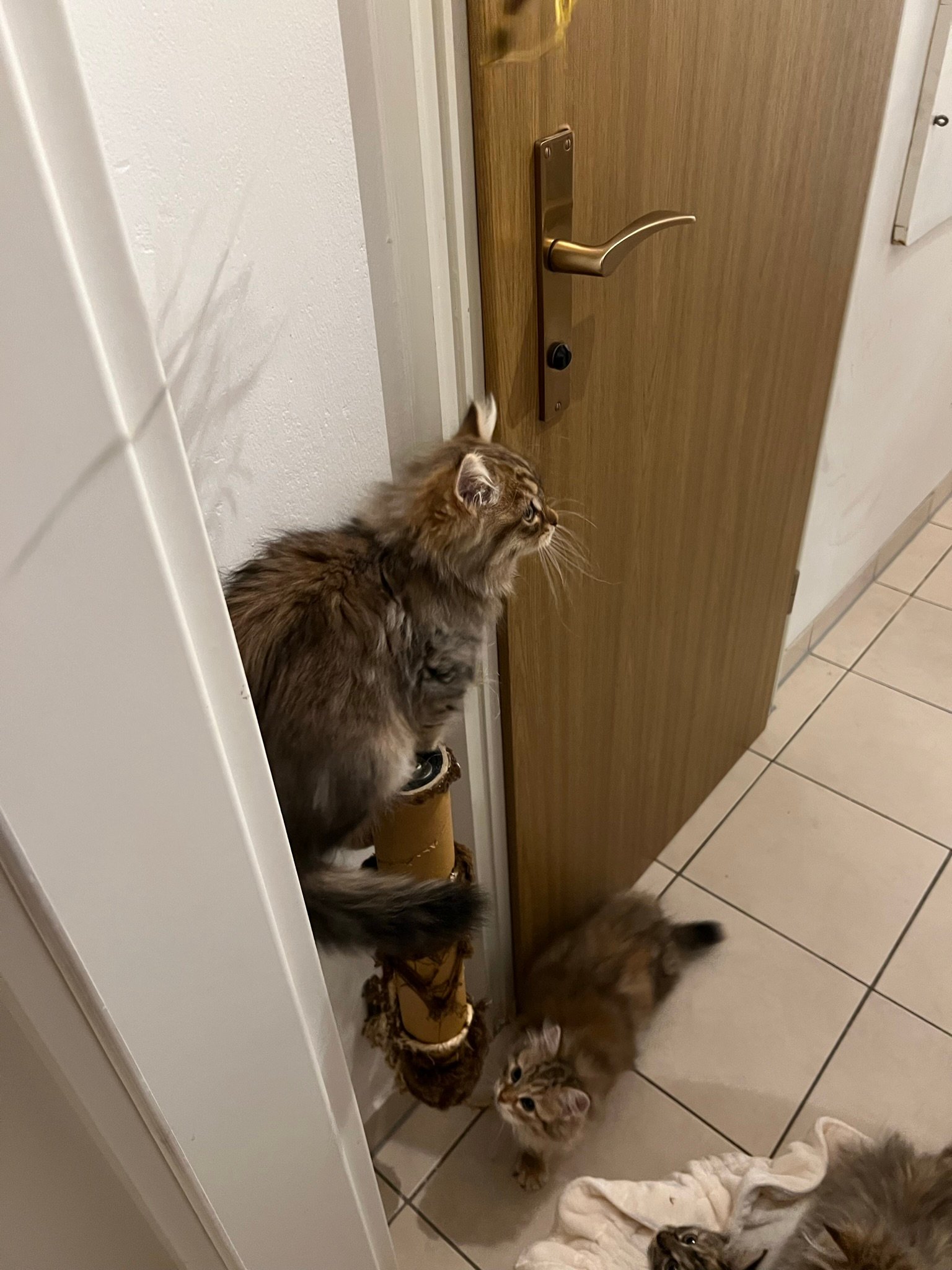 Foto – Sibirische Katzen von Ussenka