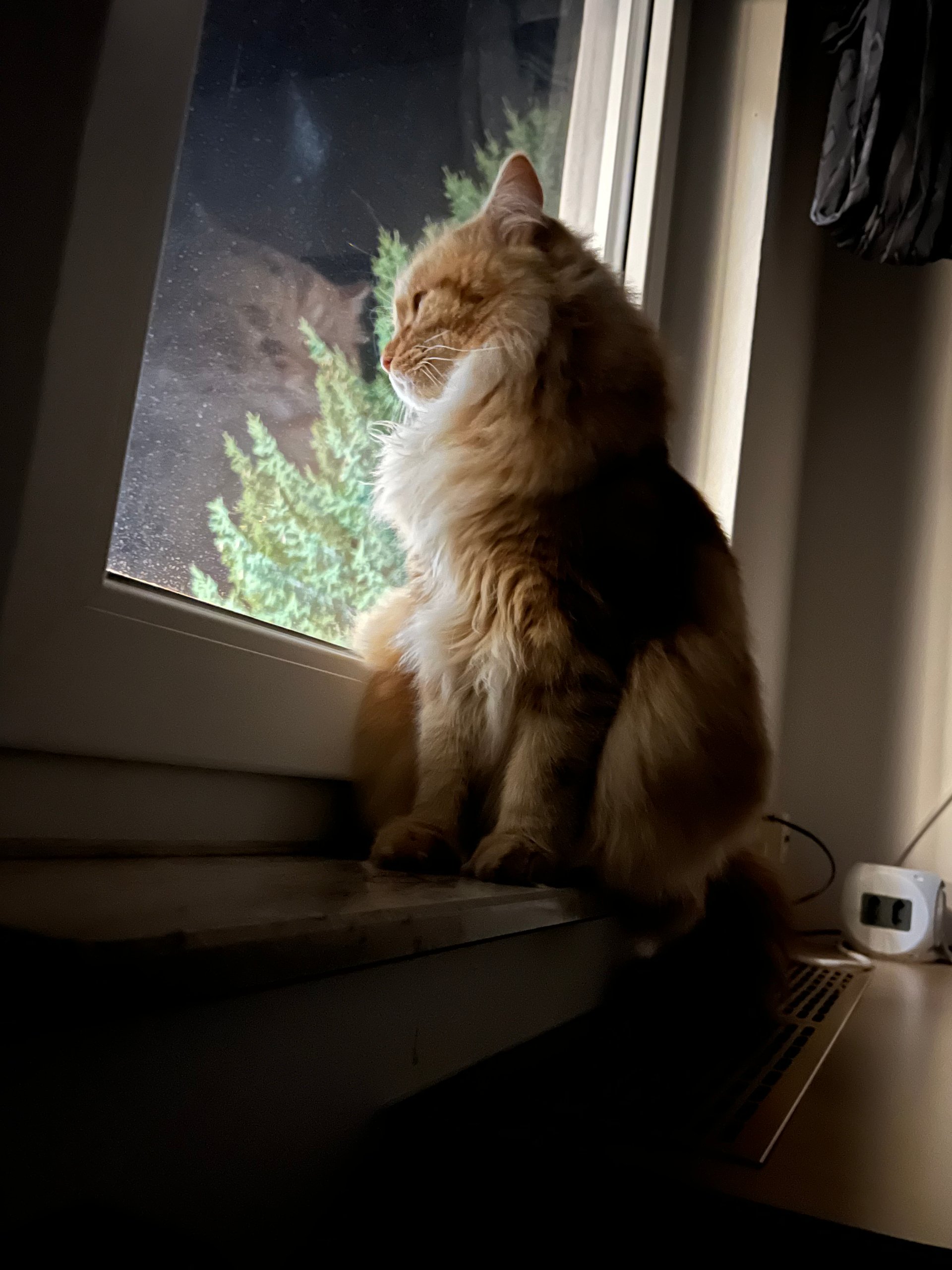 Foto – Sibirische Katzen von Ussenka