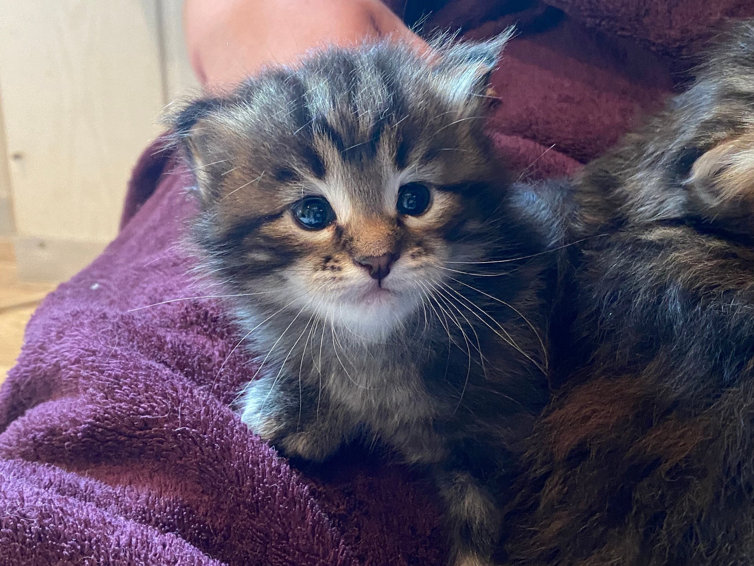 Foto – Sibirische Katzen von Ussenka