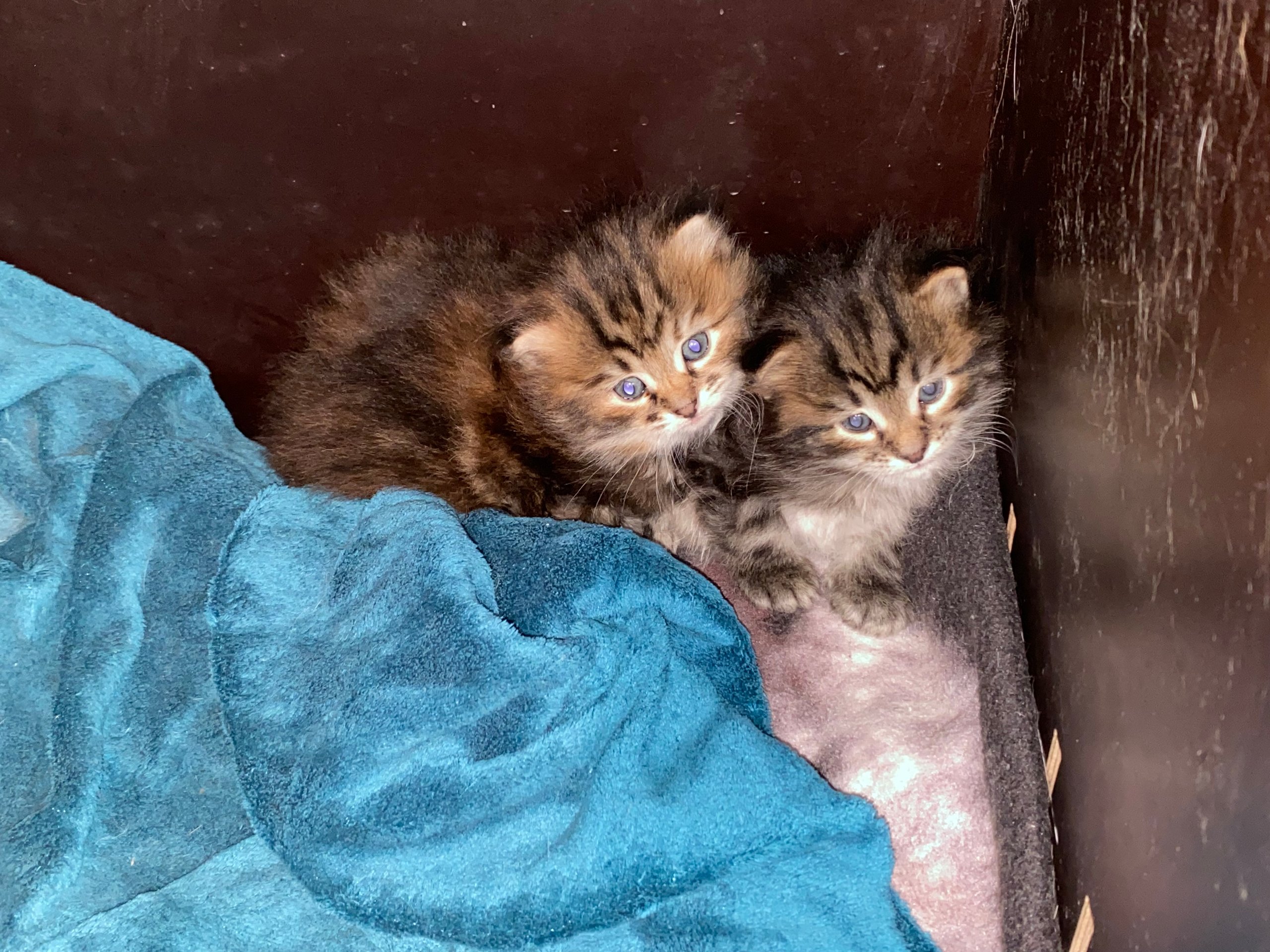 Foto – Sibirische Katzen von Ussenka