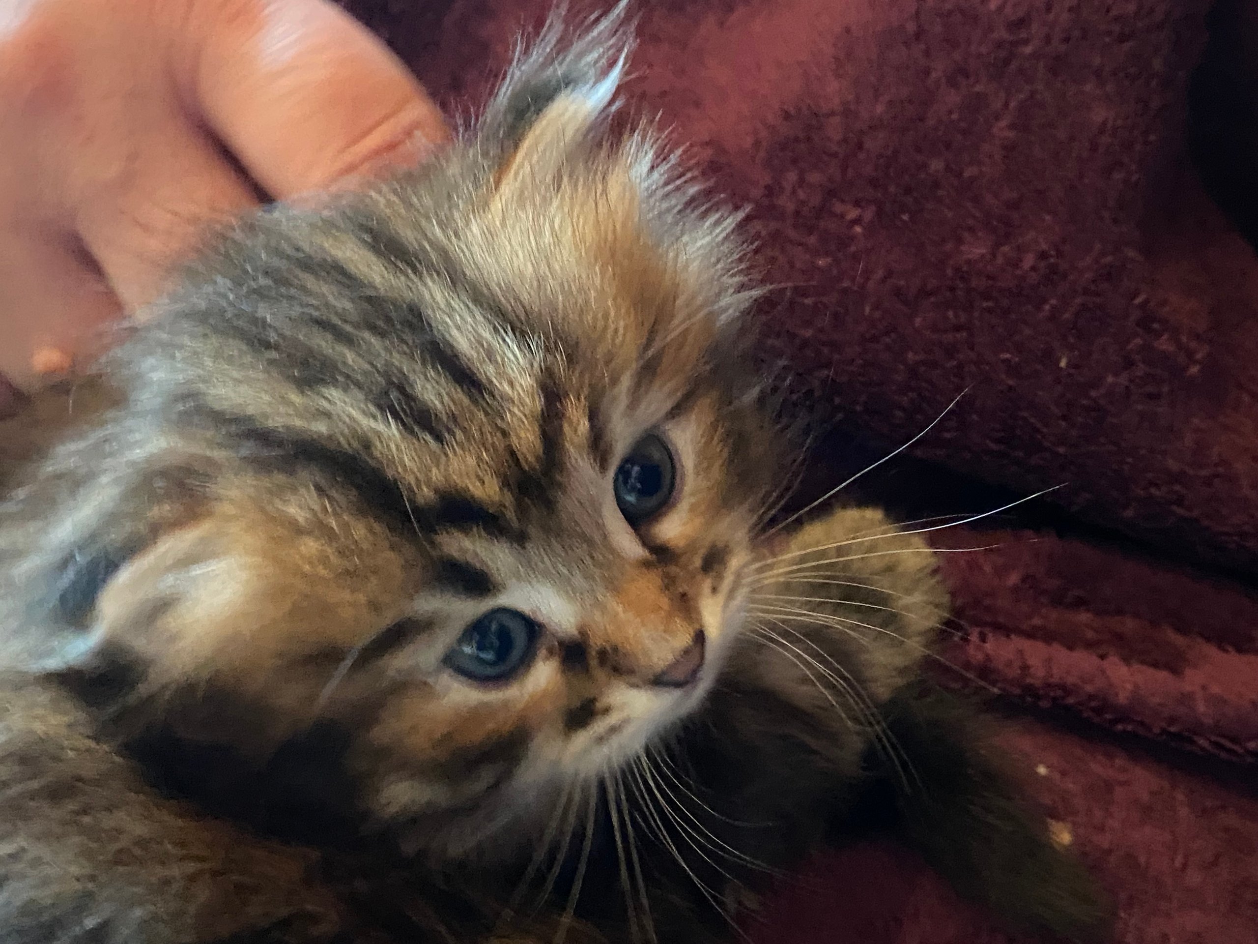 Foto – Sibirische Katzen von Ussenka