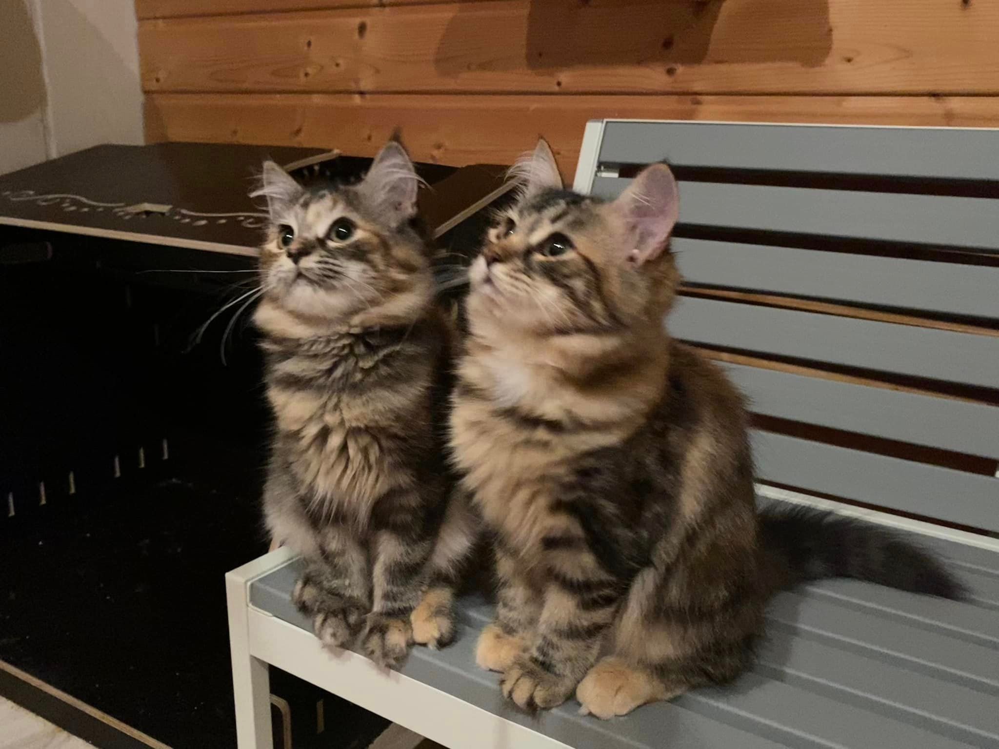 Foto – Sibirische Katzen von Ussenka