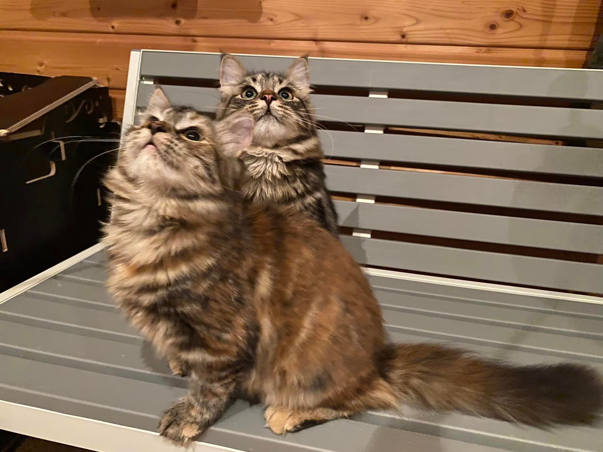 Foto – Sibirische Katzen von Ussenka