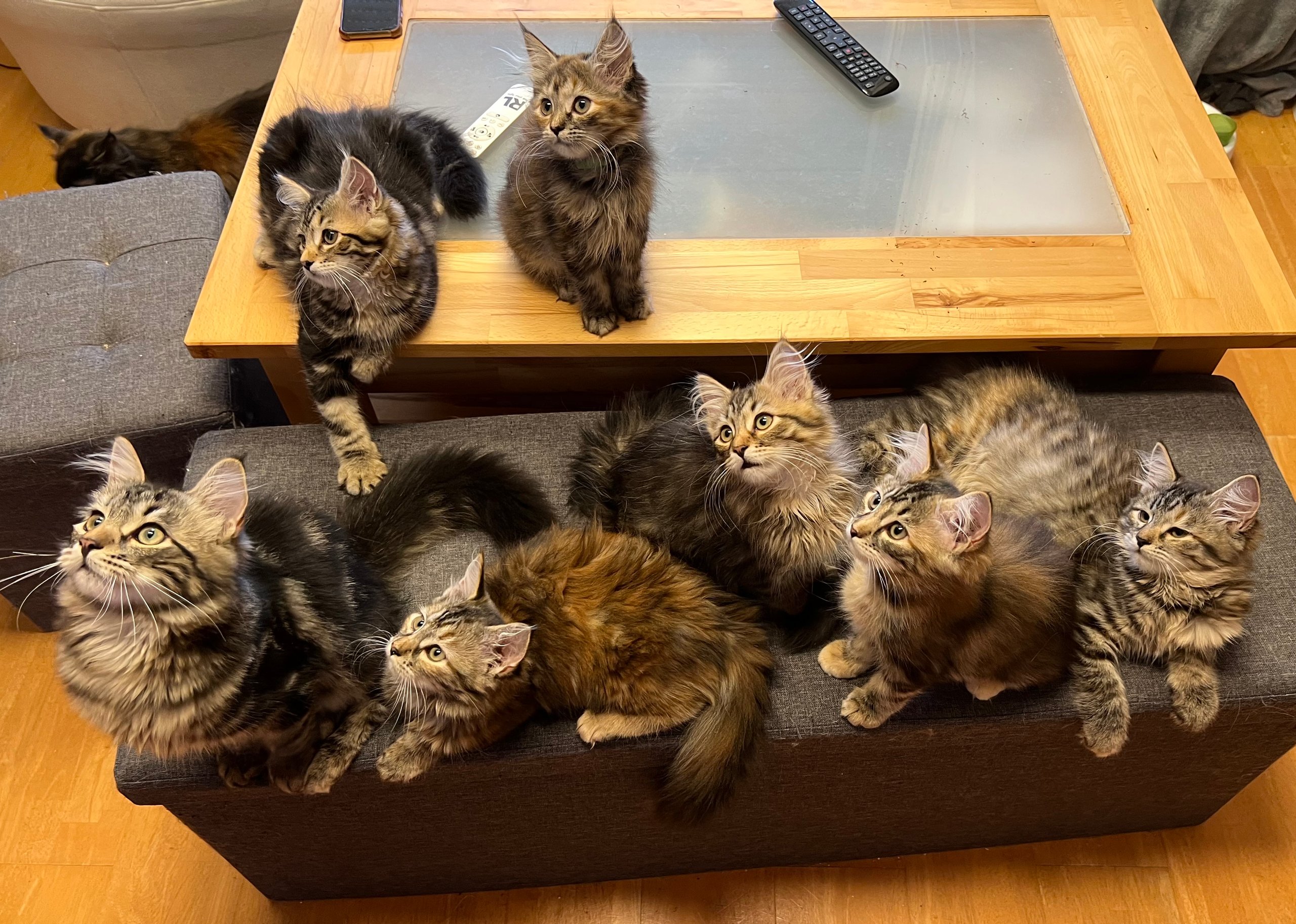 Foto – Sibirische Katzen von Ussenka