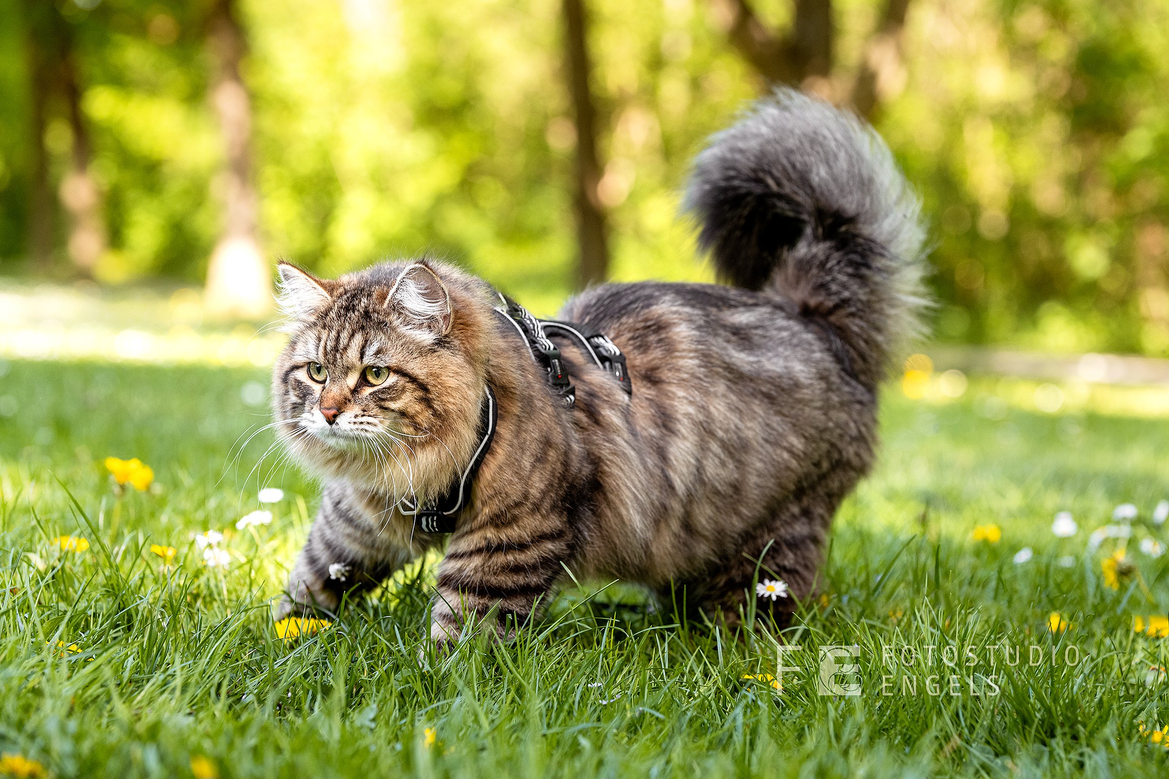 Hermes von Ussenka – Sibirische Katze, black Mackerel