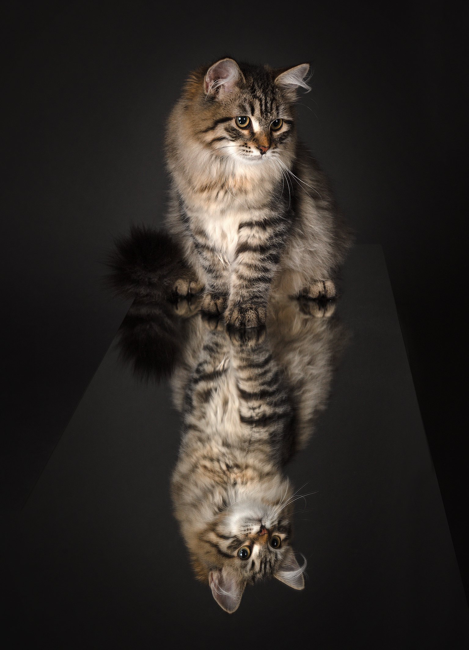 Hermes von Ussenka – Sibirische Katze, black Mackerel – Foto 2