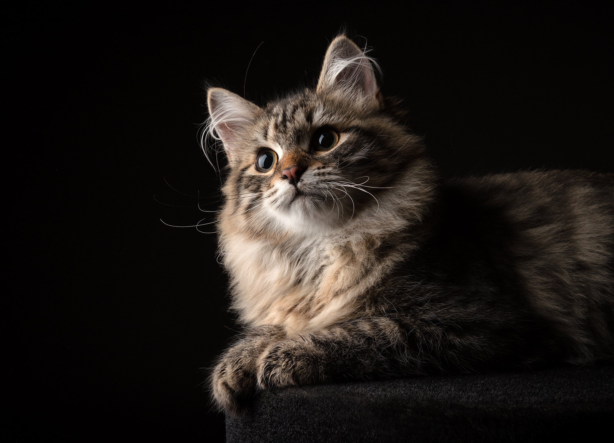 Hermes von Ussenka – Sibirische Katze, black Mackerel – Foto 3