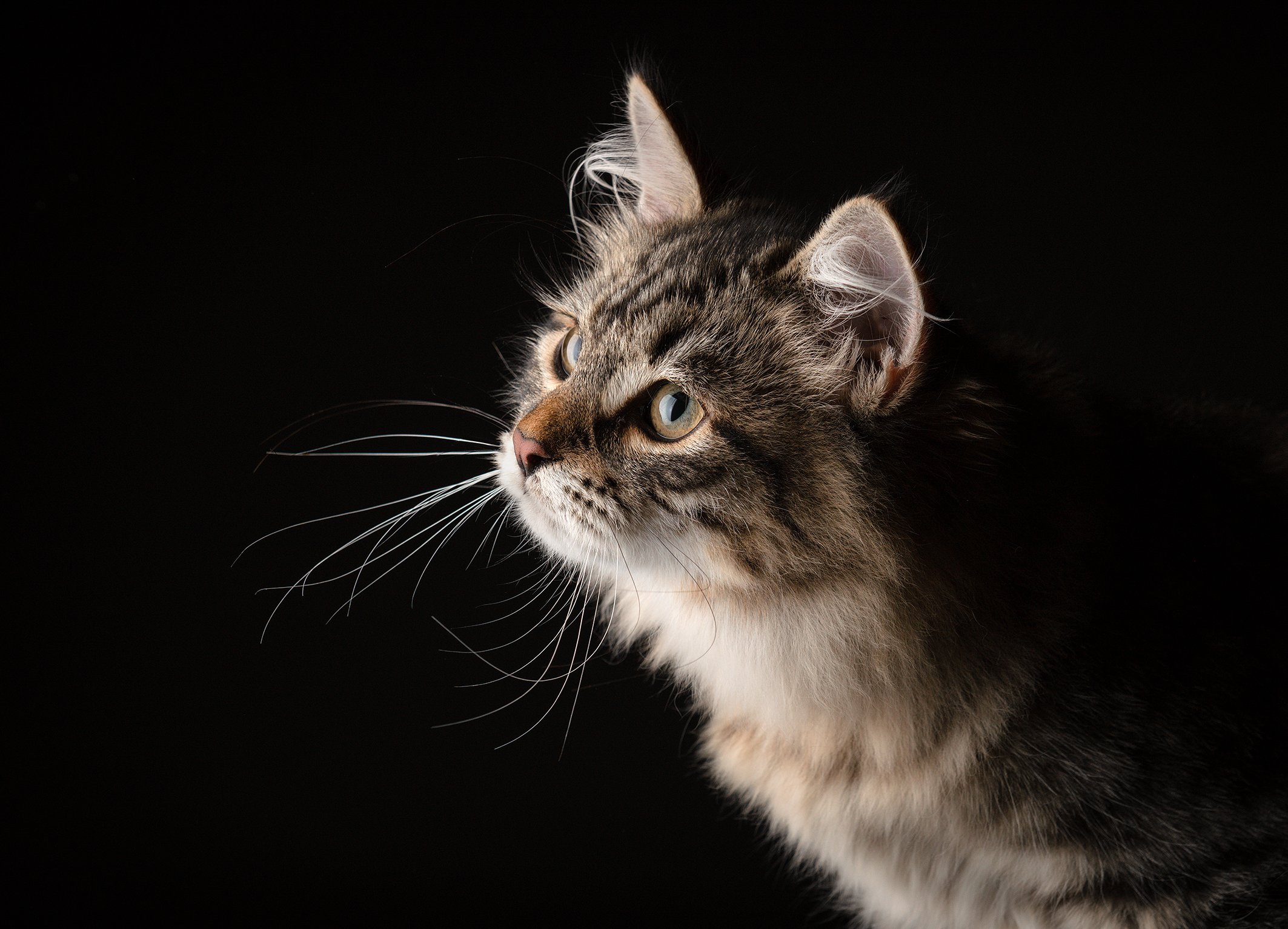 Hermes von Ussenka – Sibirische Katze, black Mackerel – Foto 4