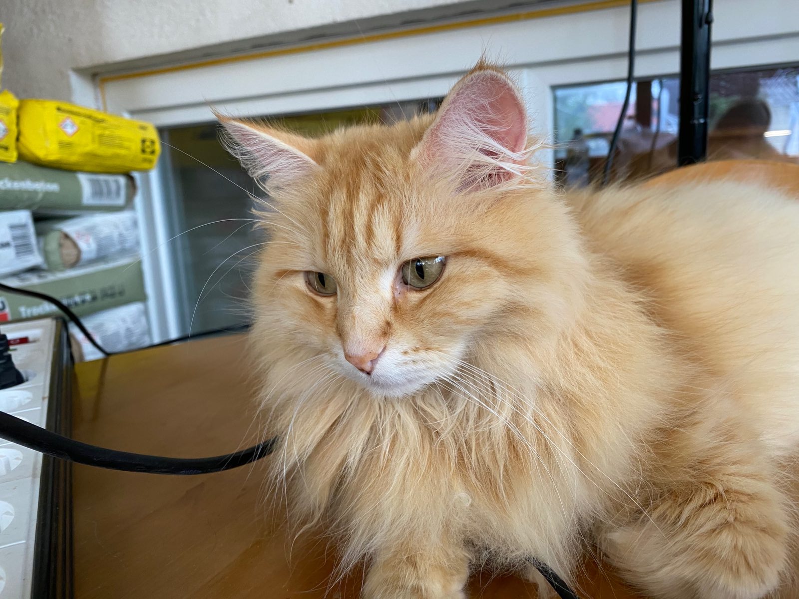 Jux-Junior Zarevna Lesa – Sibirische Katze – Foto 3