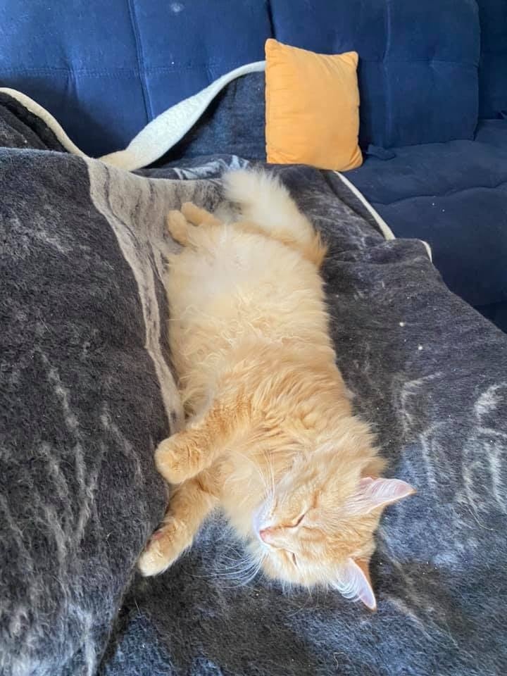 Jux-Junior Zarevna Lesa – Sibirische Katze – Foto 2