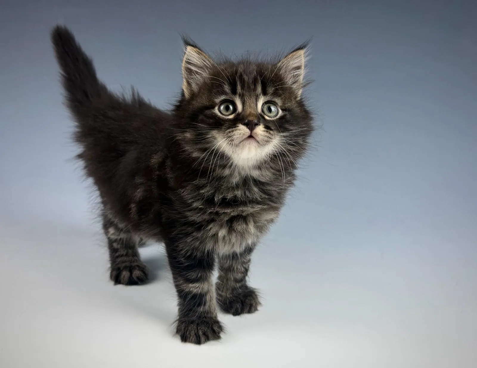 Leontes – Sibirische Katze Kitten, black Tabby Classic – Foto 2