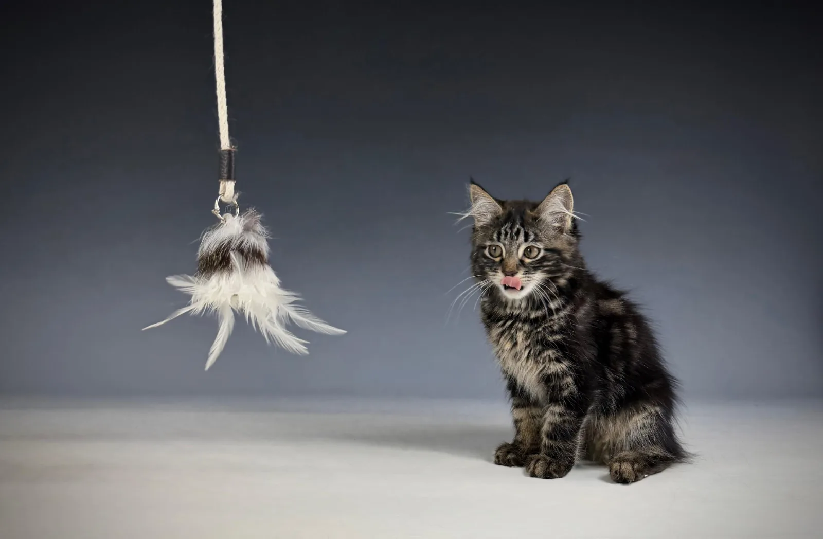 Leontes – Sibirische Katze Kitten, black Tabby Classic – Foto 10