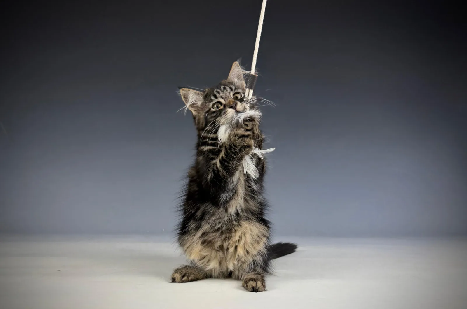 Leontes – Sibirische Katze Kitten, black Tabby Classic – Foto 11