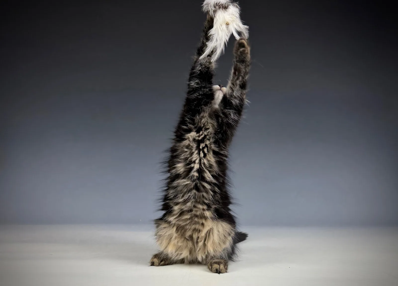 Leontes – Sibirische Katze Kitten, black Tabby Classic – Foto 12
