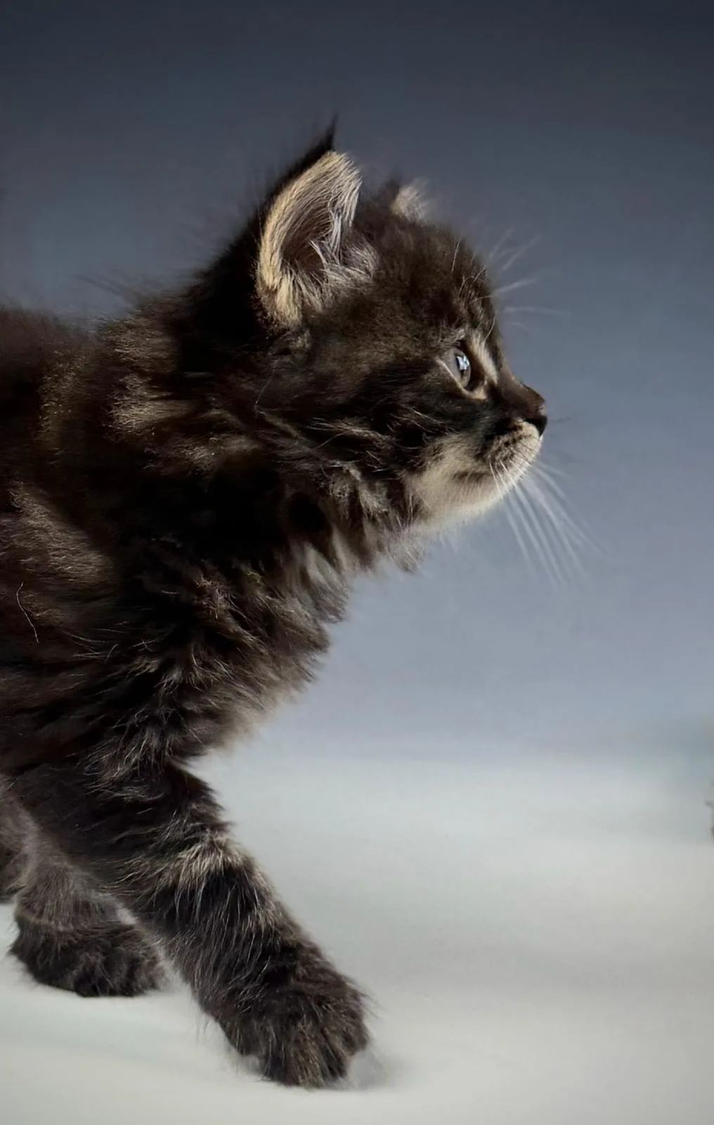 Leontes – Sibirische Katze Kitten, black Tabby Classic – Foto 3