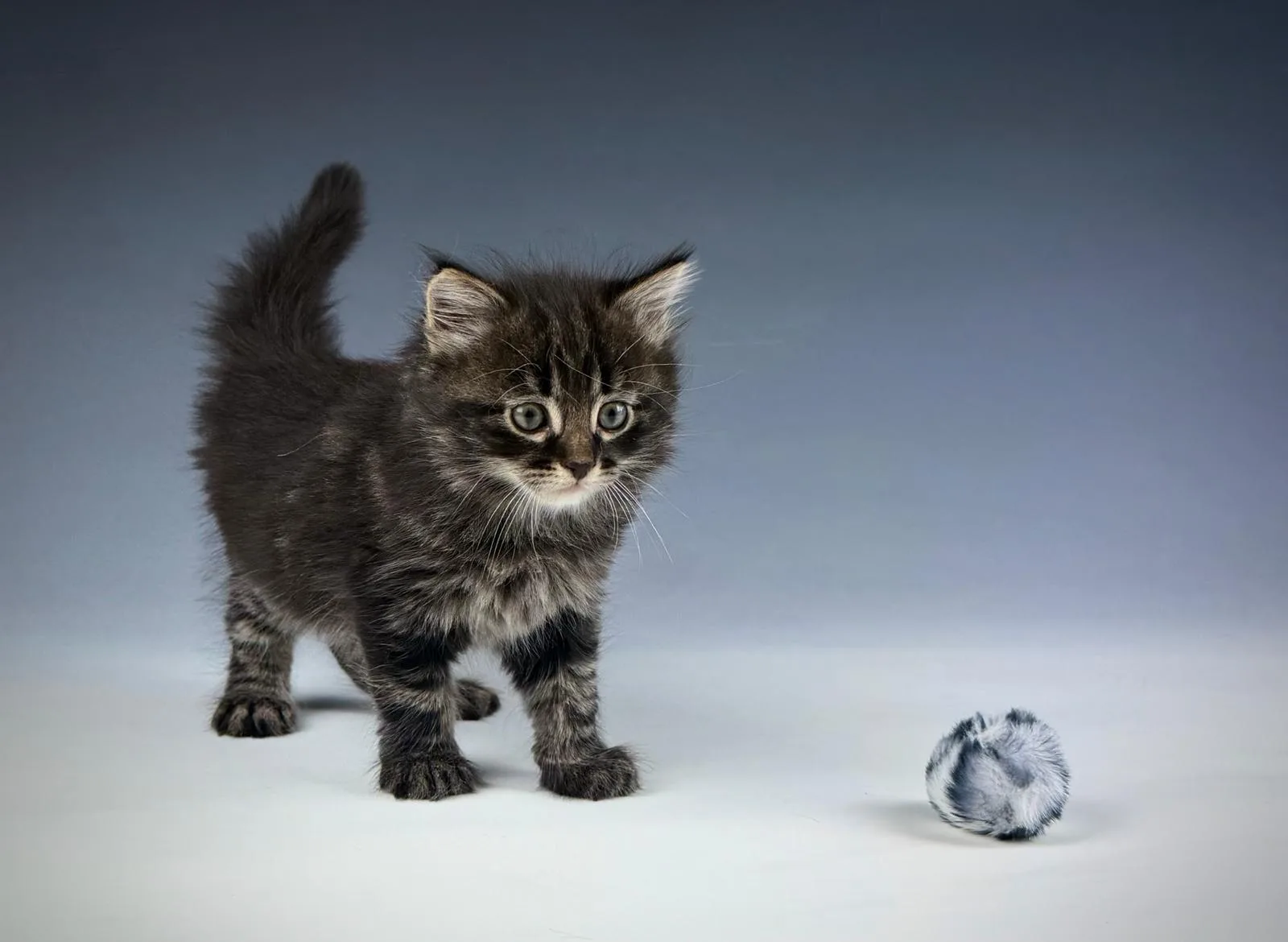 Leontes – Sibirische Katze Kitten, black Tabby Classic – Foto 4