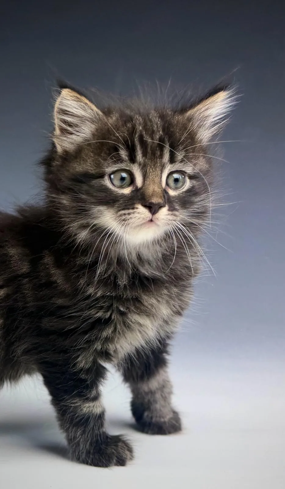 Leontes – Sibirische Katze Kitten, black Tabby Classic – Foto 5