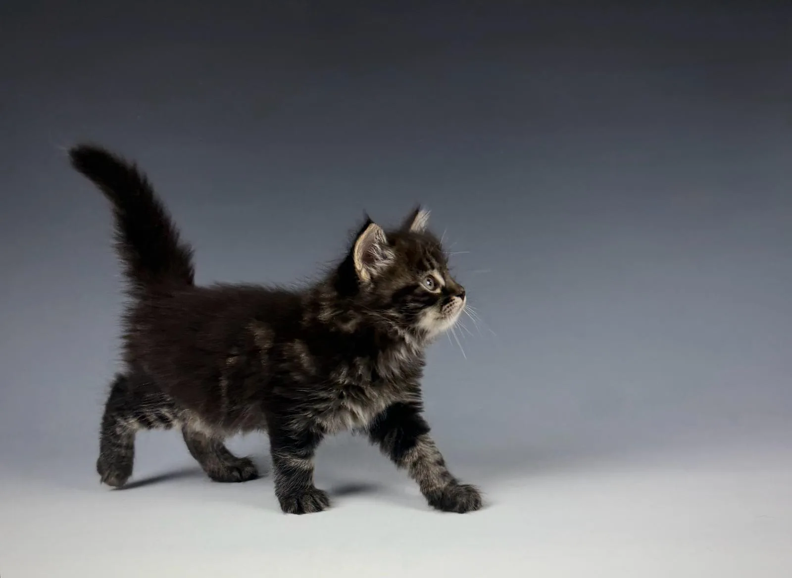 Leontes – Sibirische Katze Kitten, black Tabby Classic – Foto 6