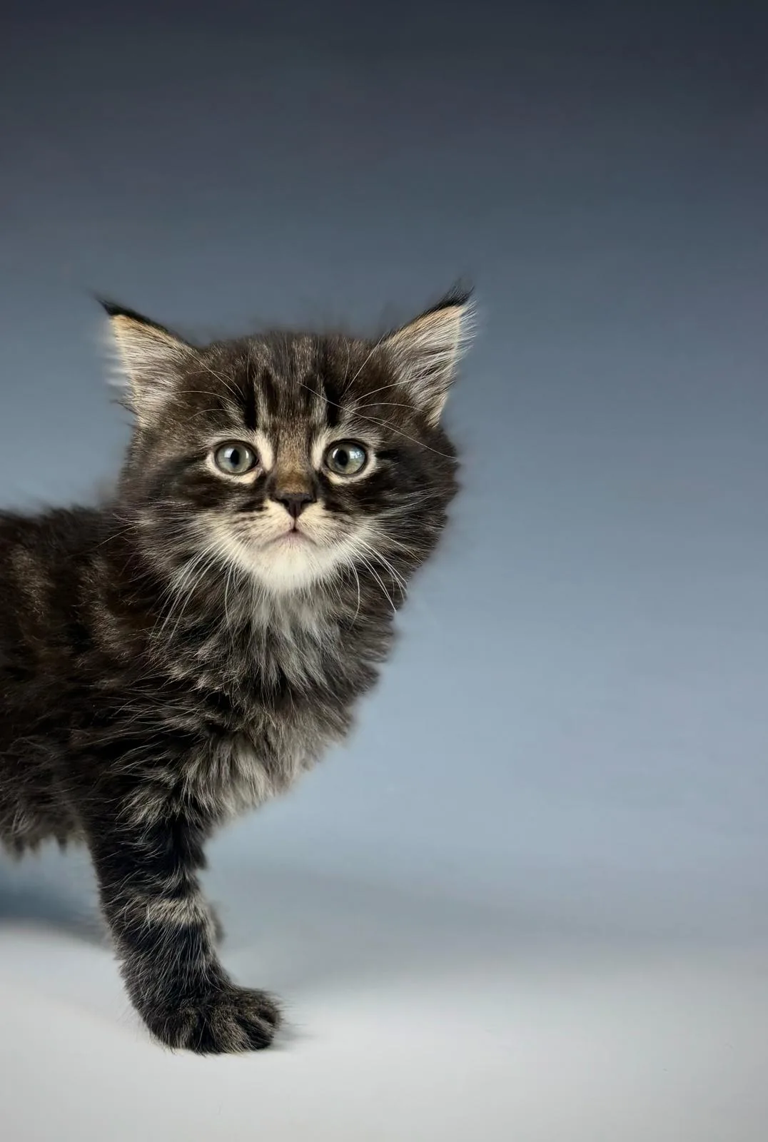 Leontes – Sibirische Katze Kitten, black Tabby Classic – Foto 7