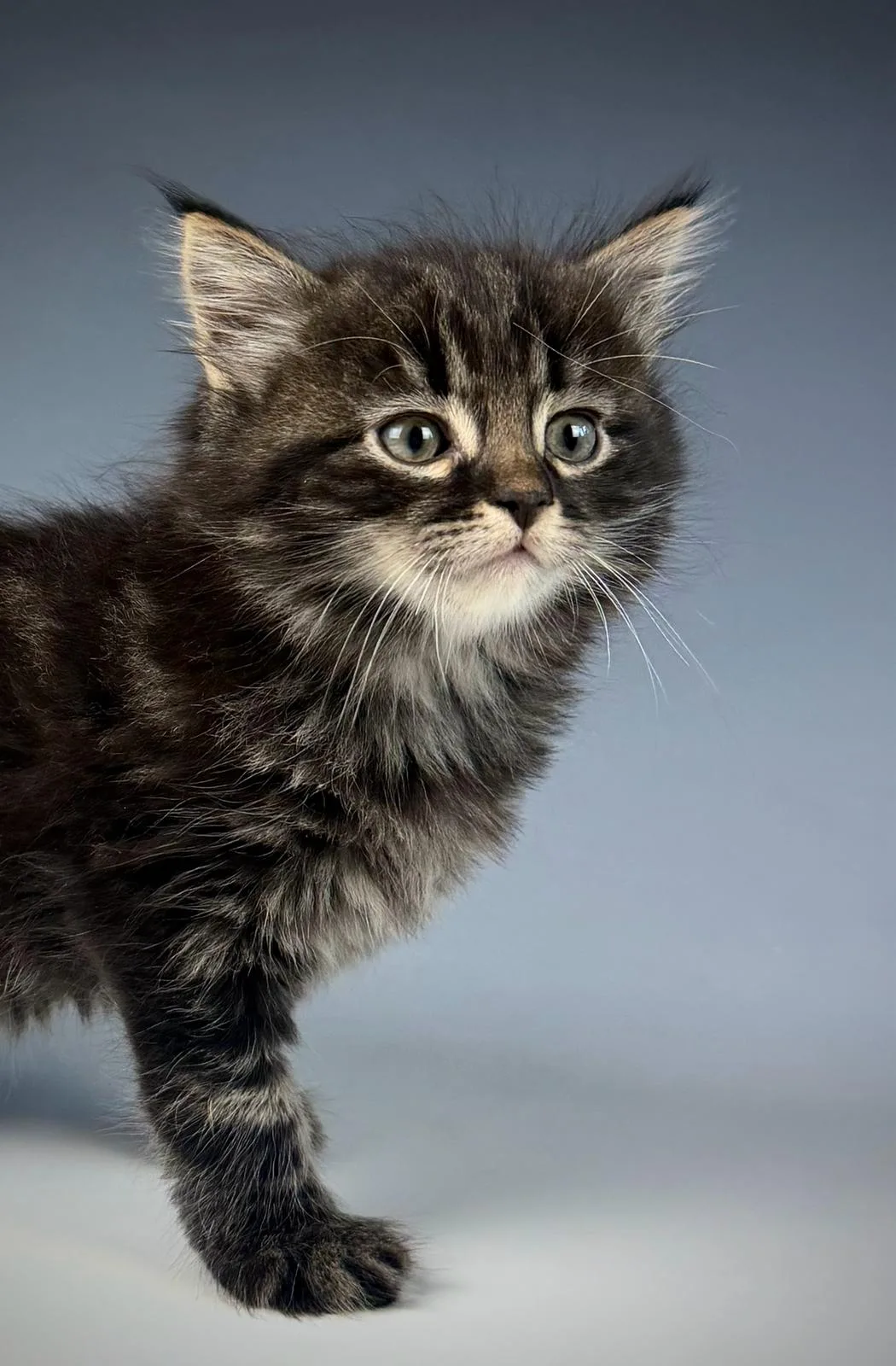 Leontes – Sibirische Katze Kitten, black Tabby Classic – Foto 8
