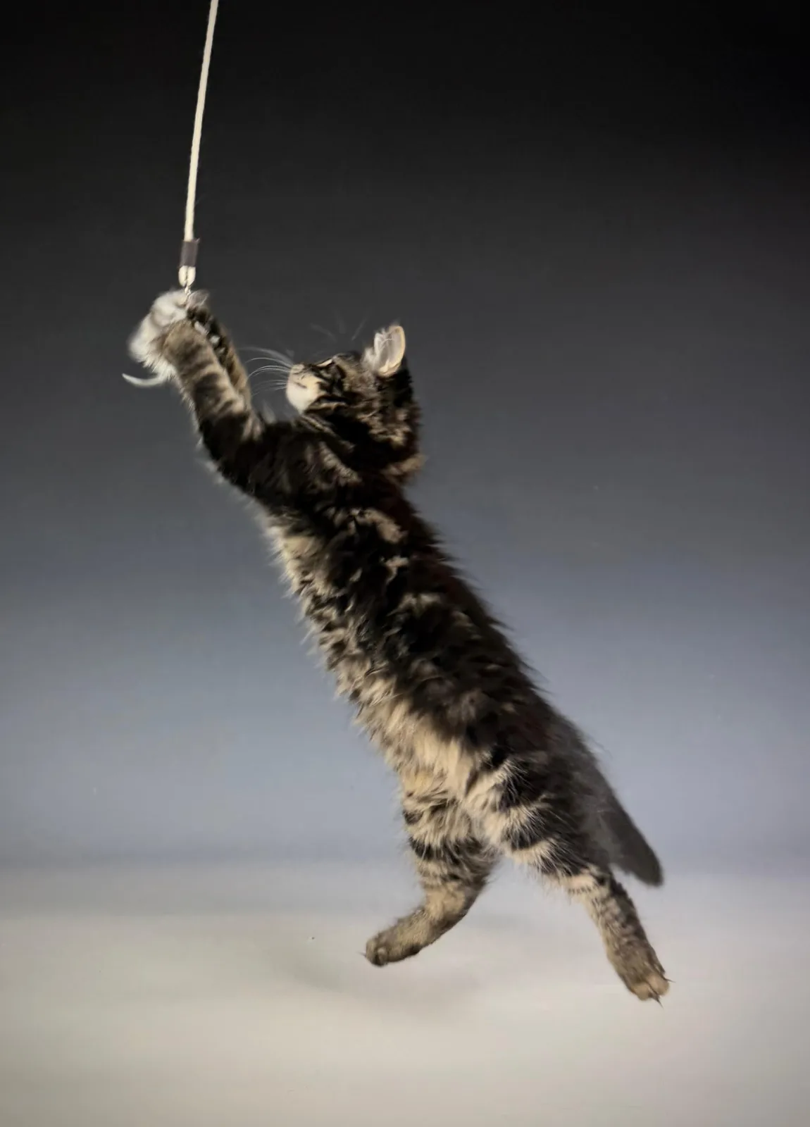 Leontes – Sibirische Katze Kitten, black Tabby Classic – Foto 9