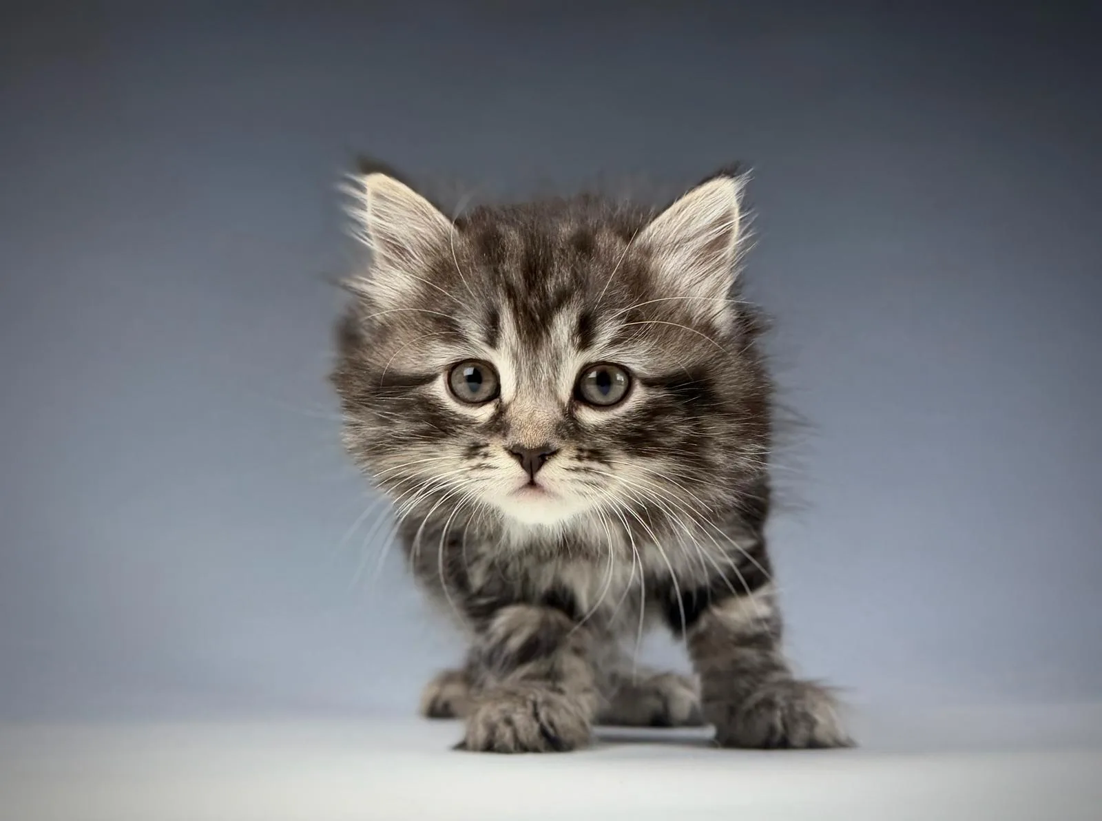 Liora – Sibirische Katze Kitten, black Tabby Classic – Foto 2