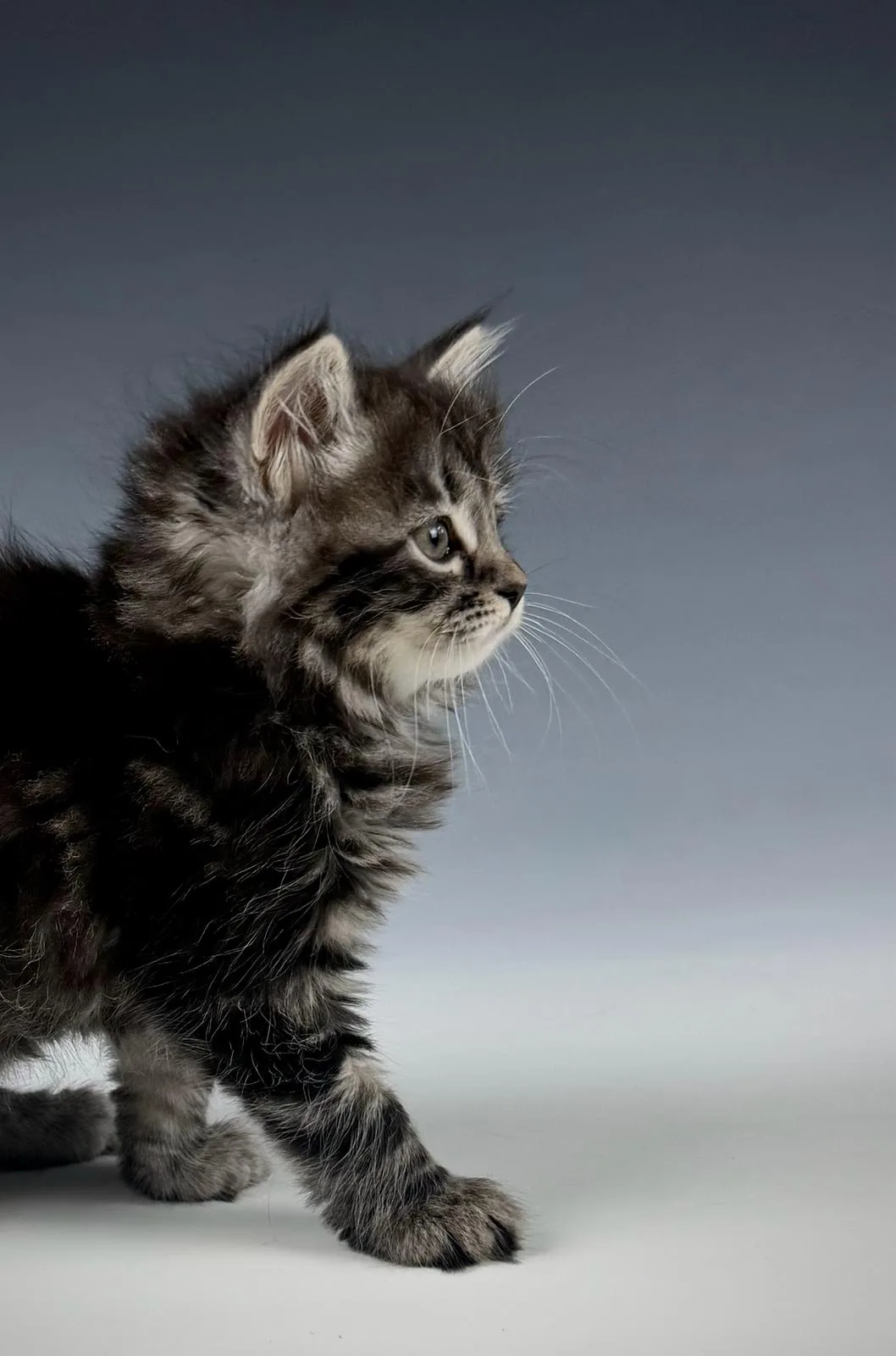 Liora – Sibirische Katze Kitten, black Tabby Classic – Foto 3