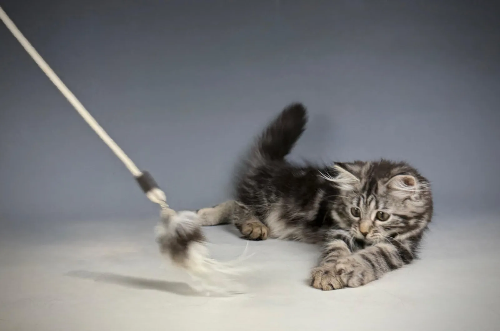 Liora – Sibirische Katze Kitten, black Tabby Classic – Foto 4