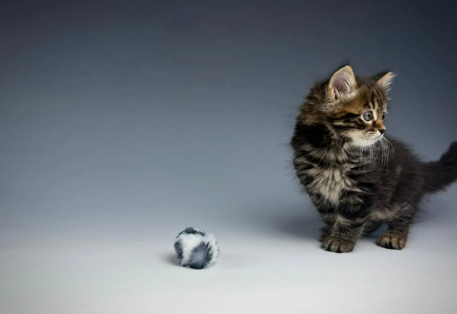 Lioran – Sibirische Katze Kitten, black Tabby Classic – Foto 2