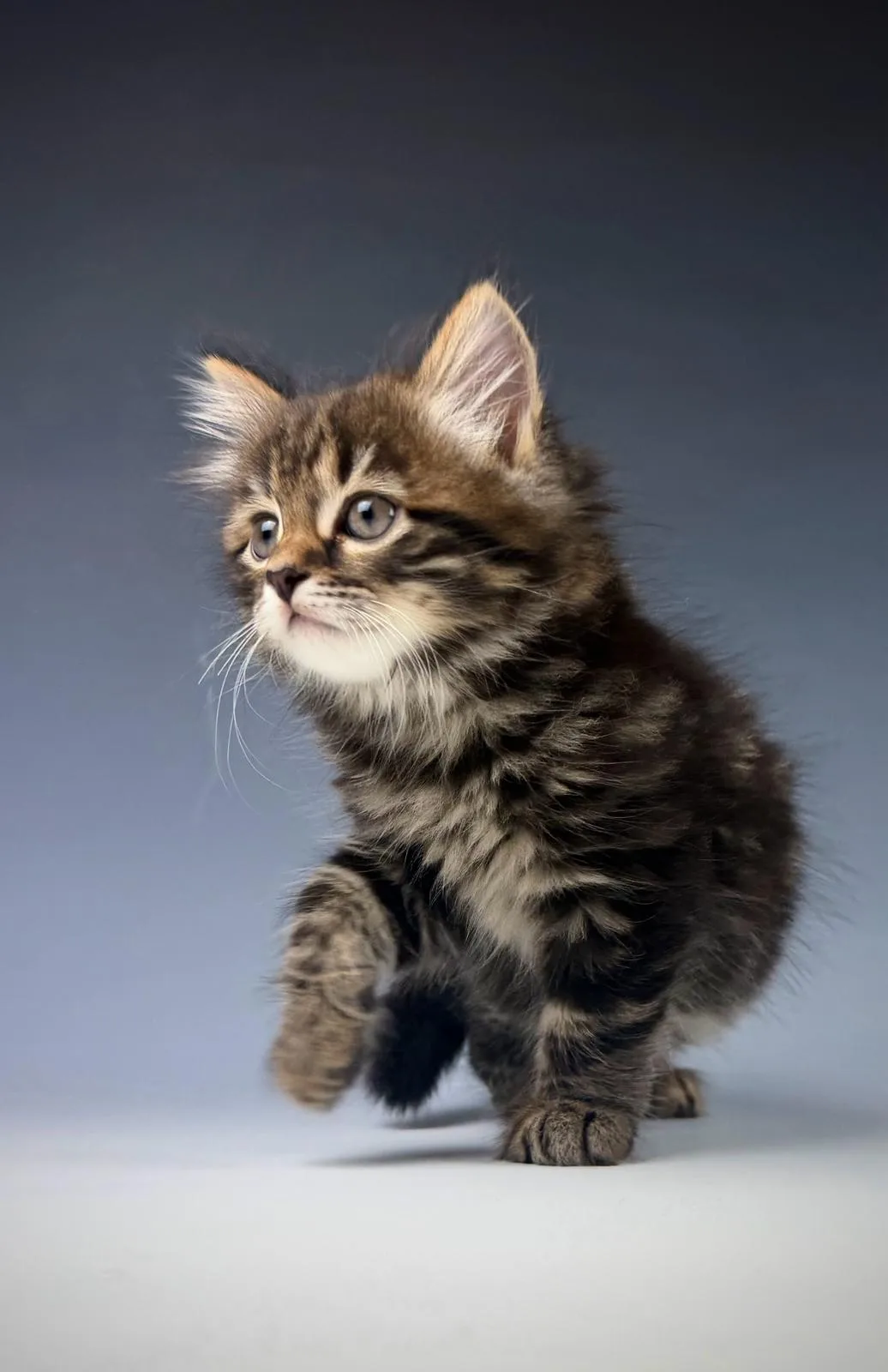 Lioran – Sibirische Katze Kitten, black Tabby Classic – Foto 3