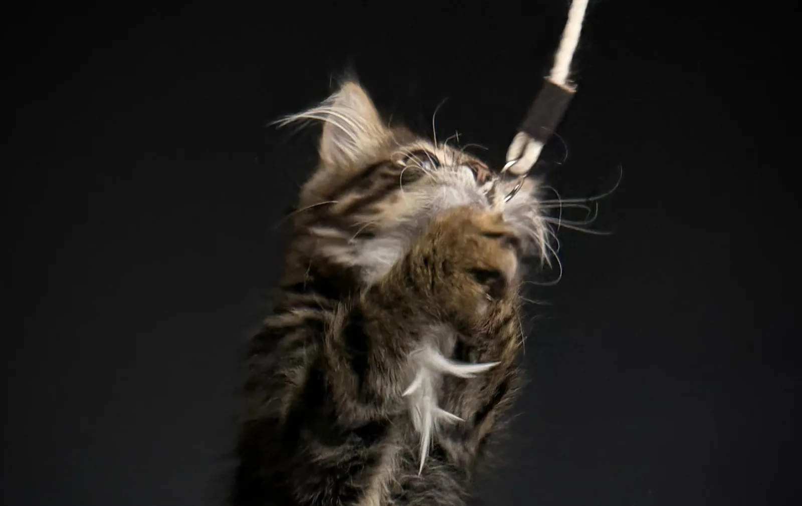 Lioran – Sibirische Katze Kitten, black Tabby Classic – Foto 4