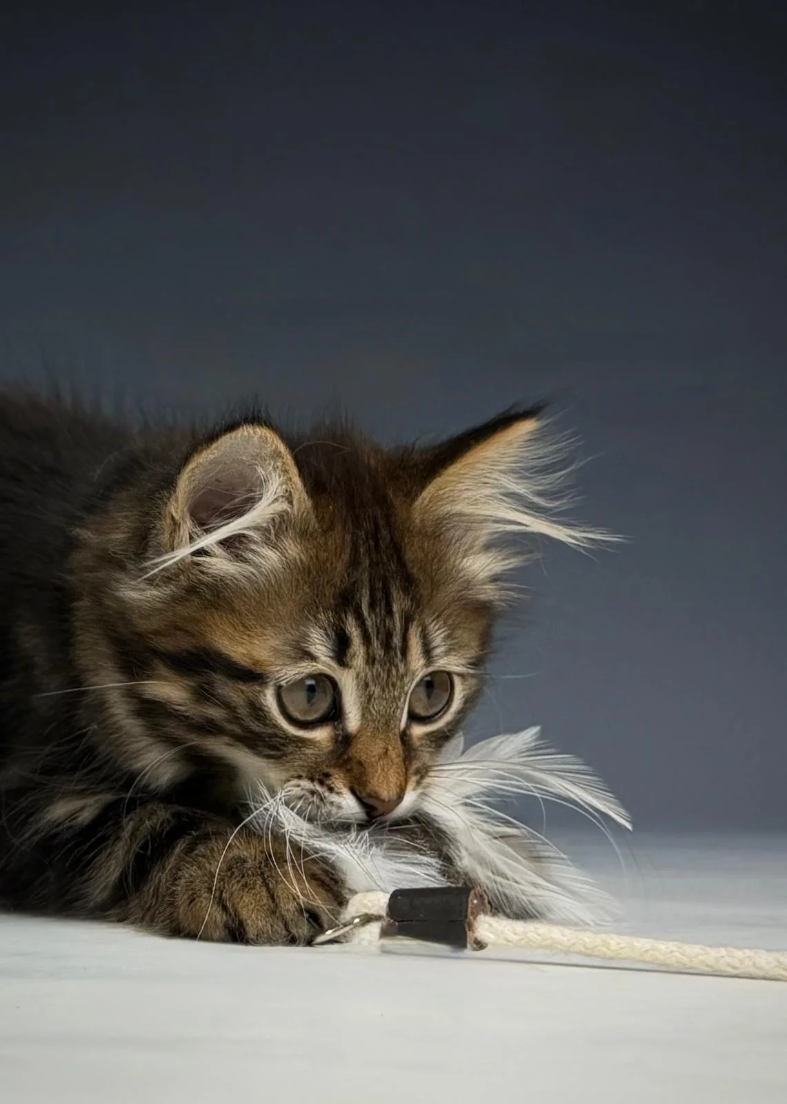 Lioran – Sibirische Katze Kitten, black Tabby Classic – Foto 5