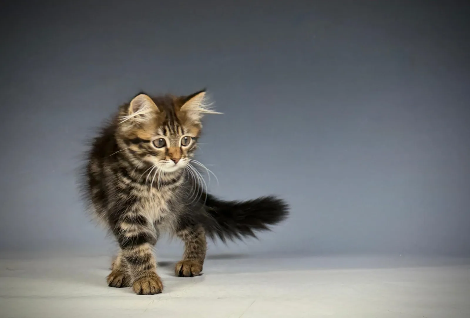 Lioran – Sibirische Katze Kitten, black Tabby Classic – Foto 6